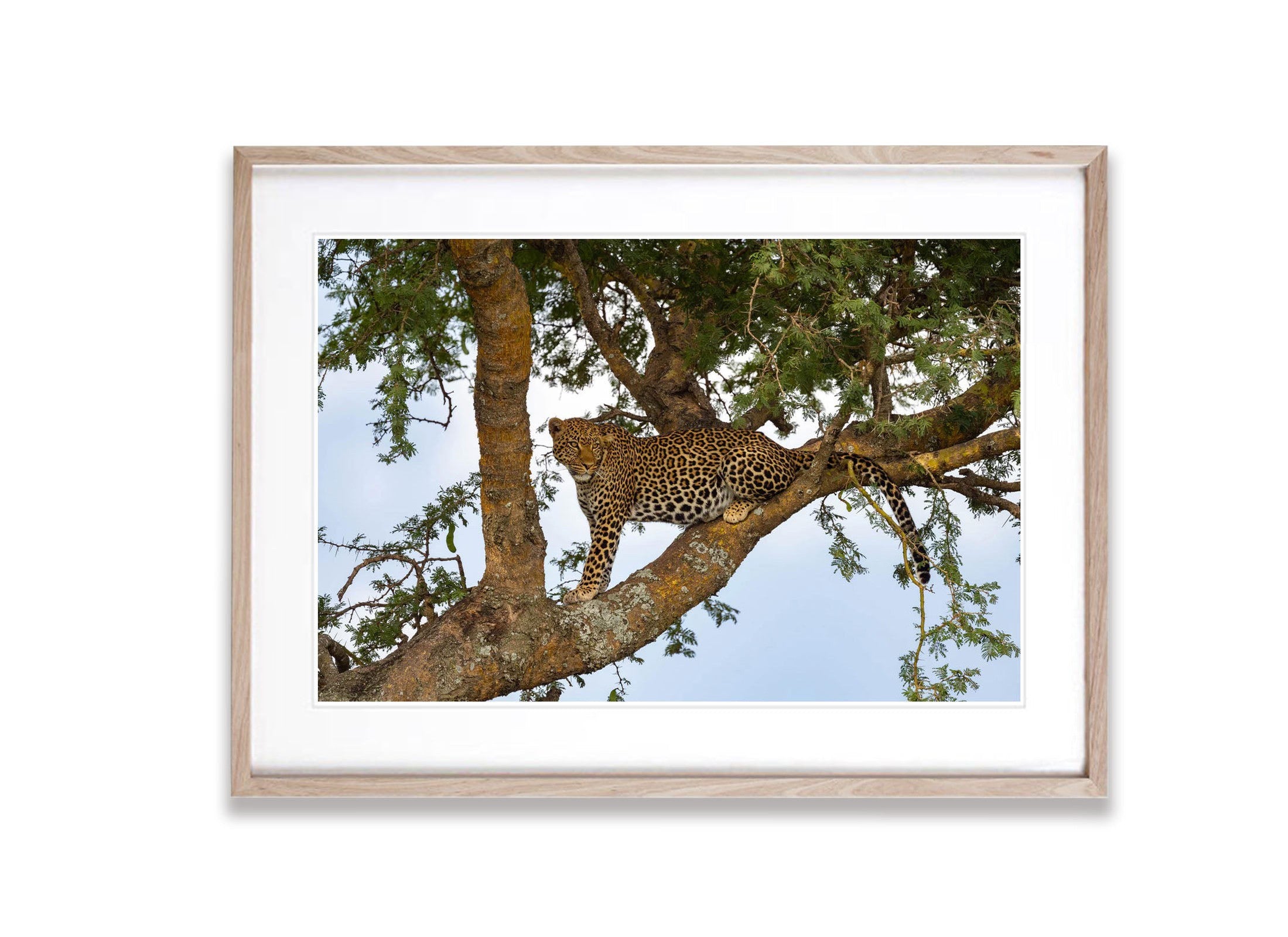 Leopard on the lookout, Serengeti, Tanzania