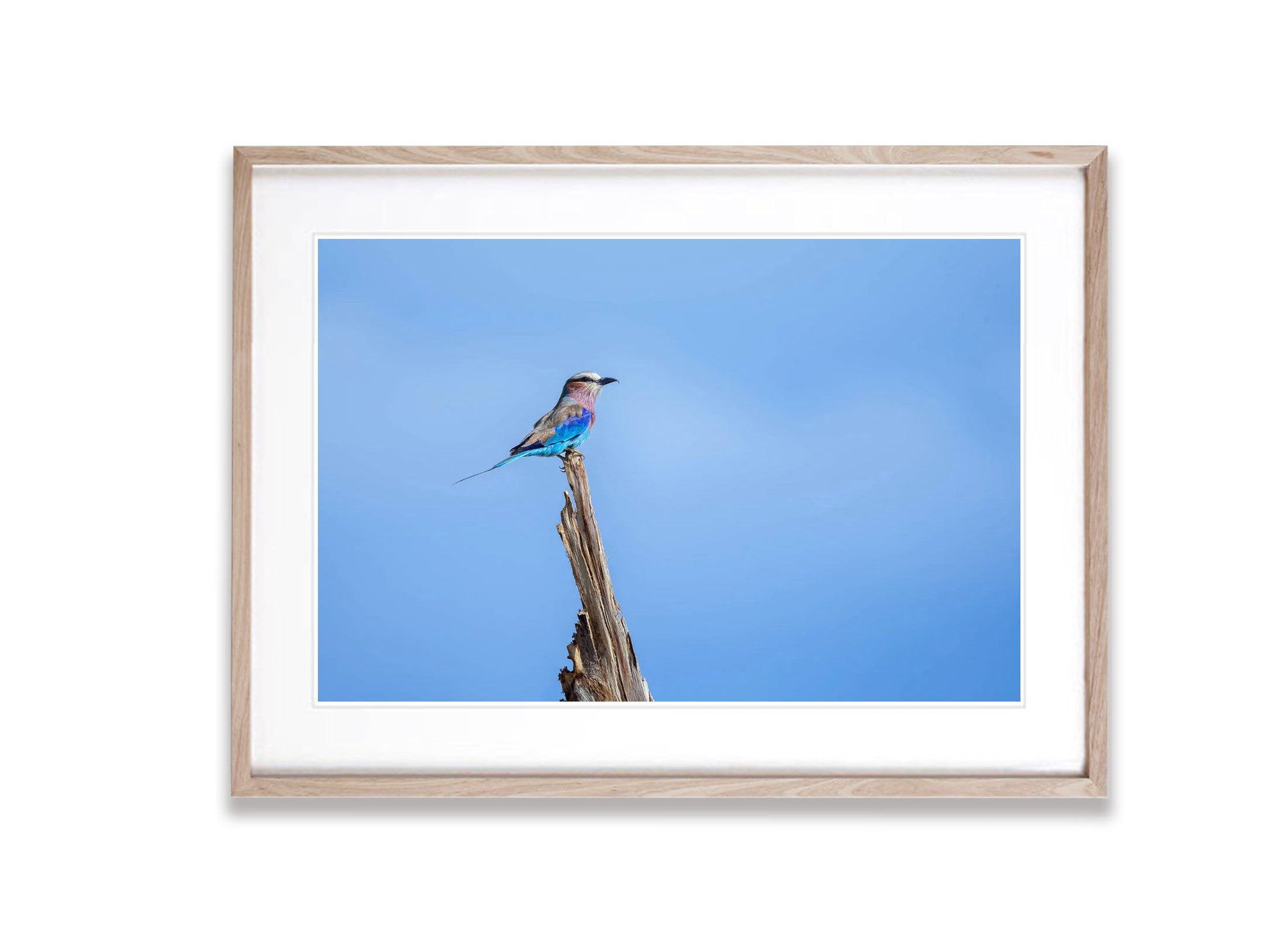 Lilac-breasted Roller perched, Tanzania