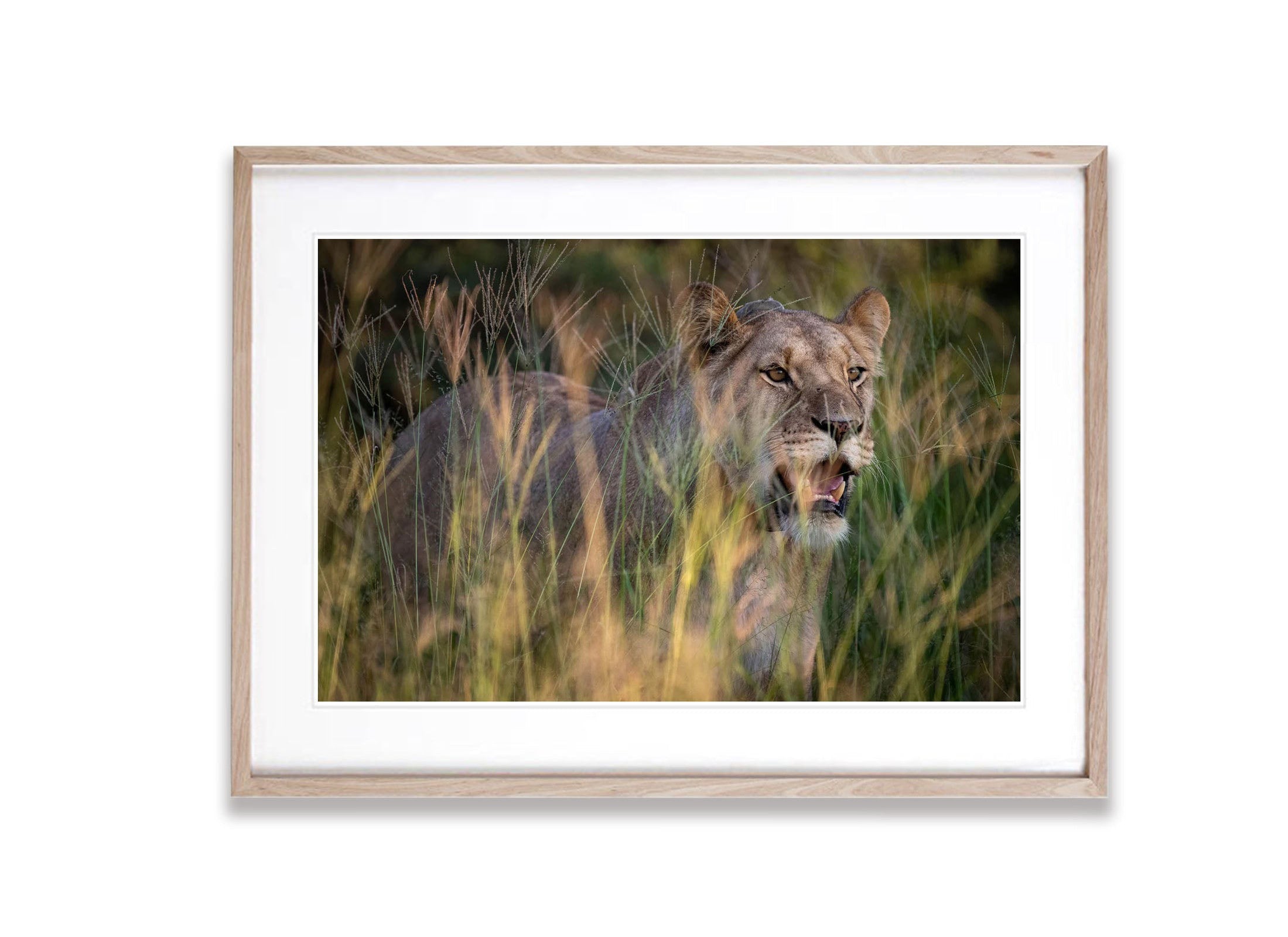 Lioness, Kalahari Desert, Botswana