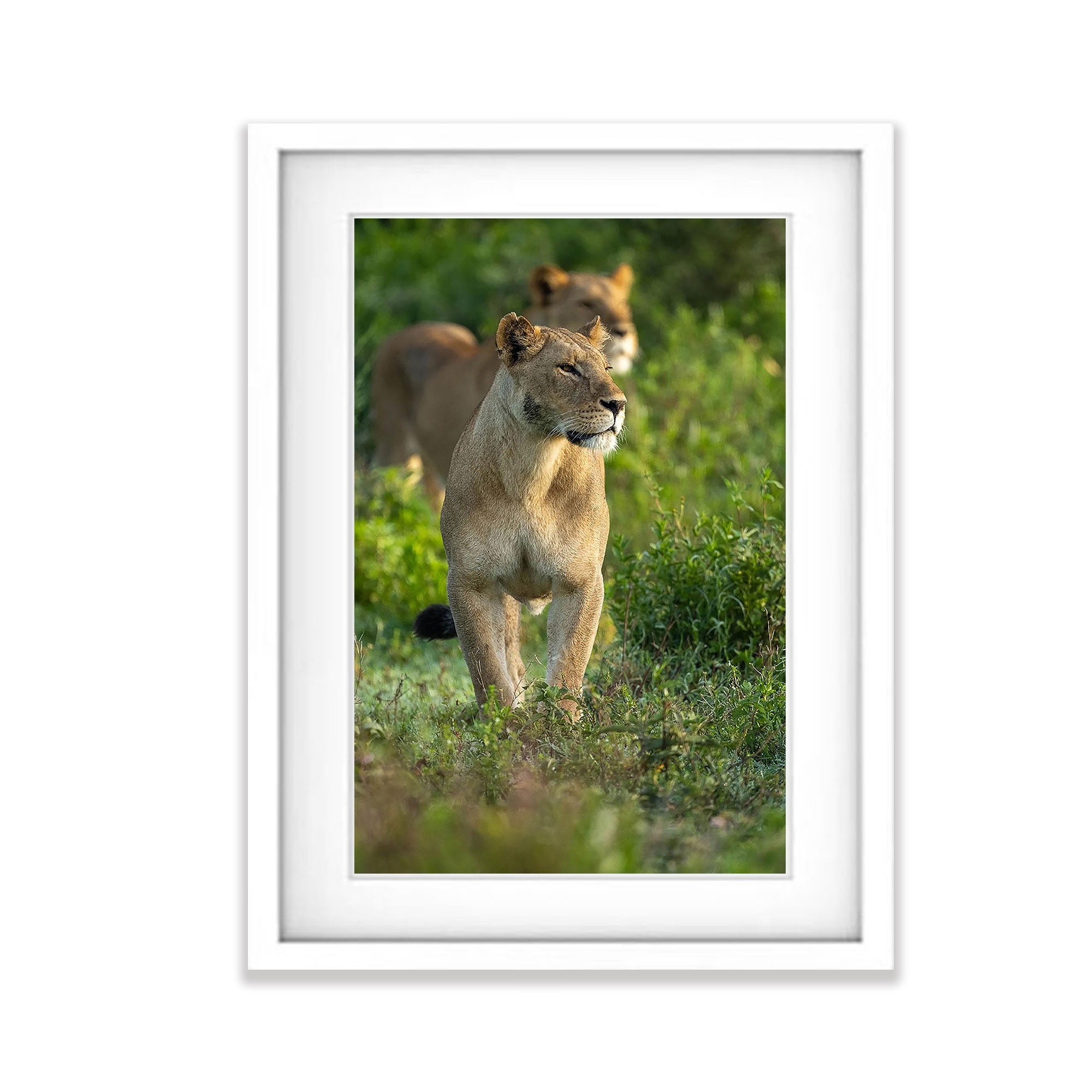 Lioness, Tanzania