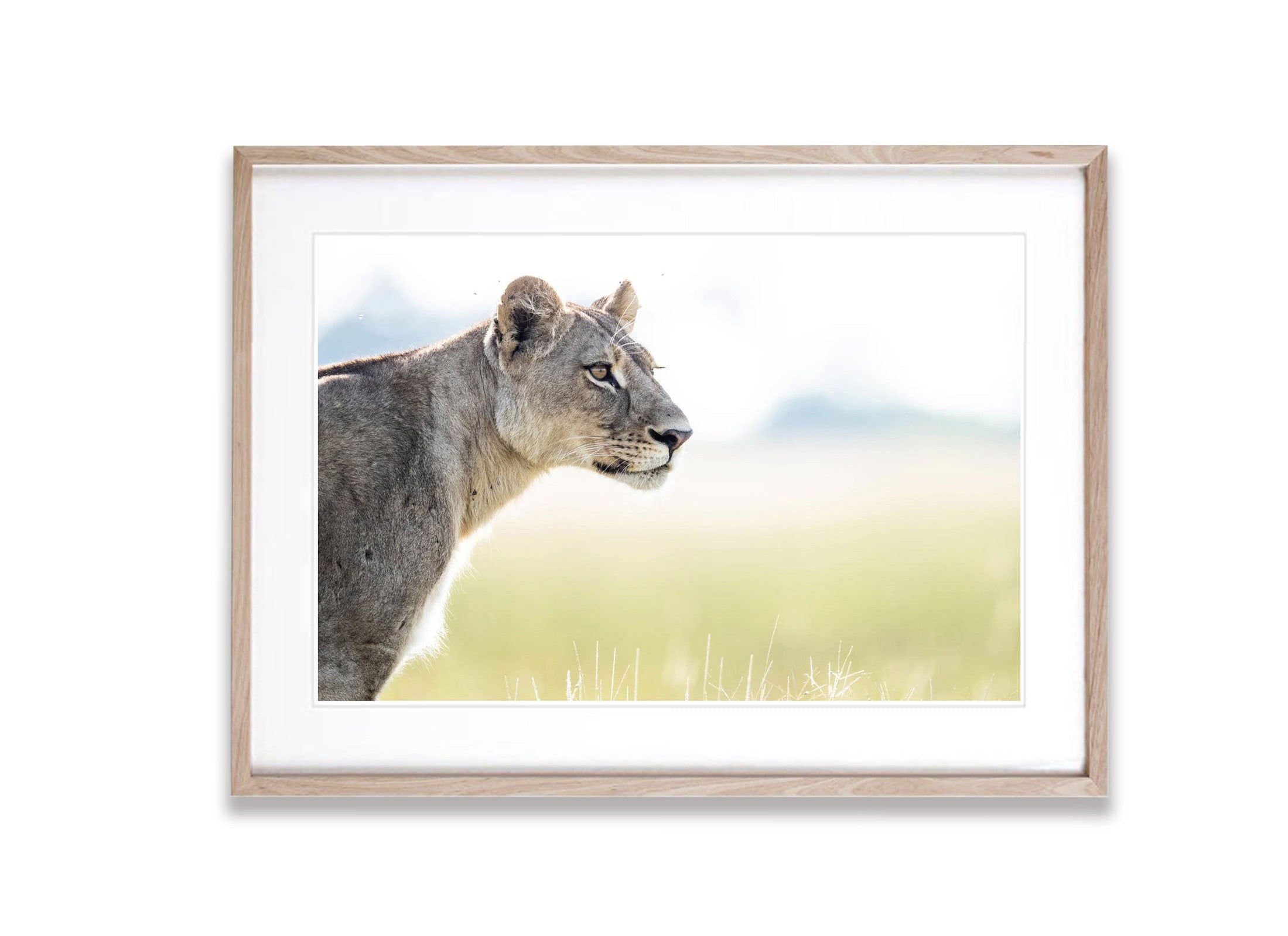 Lioness on the lookout, Okavango Delta, Botswana