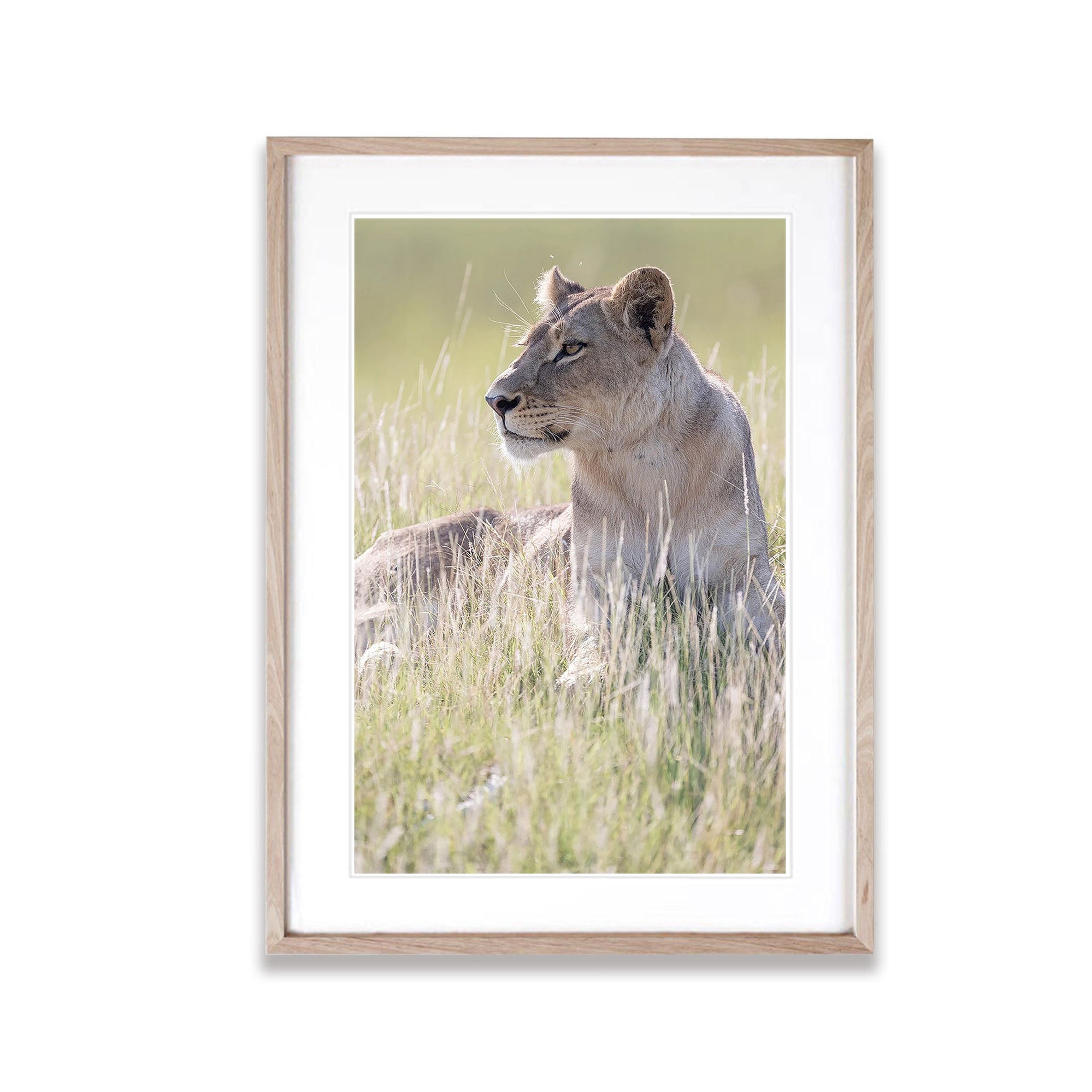 Lioness portrait, Okavango Delta, Botswana