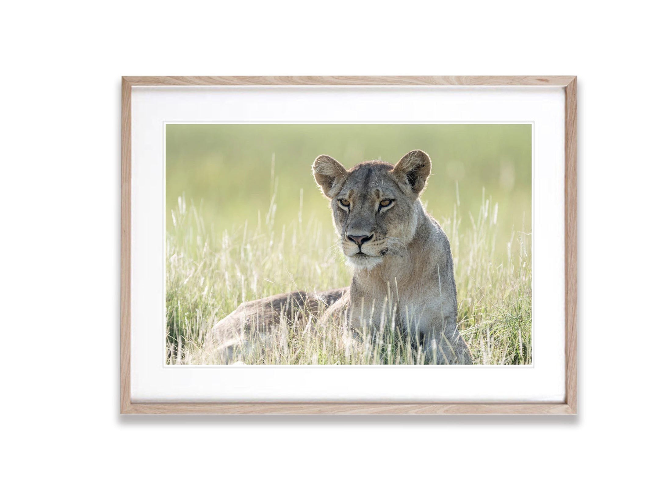 Lioness relaxing, Okavango Delta, Botswana