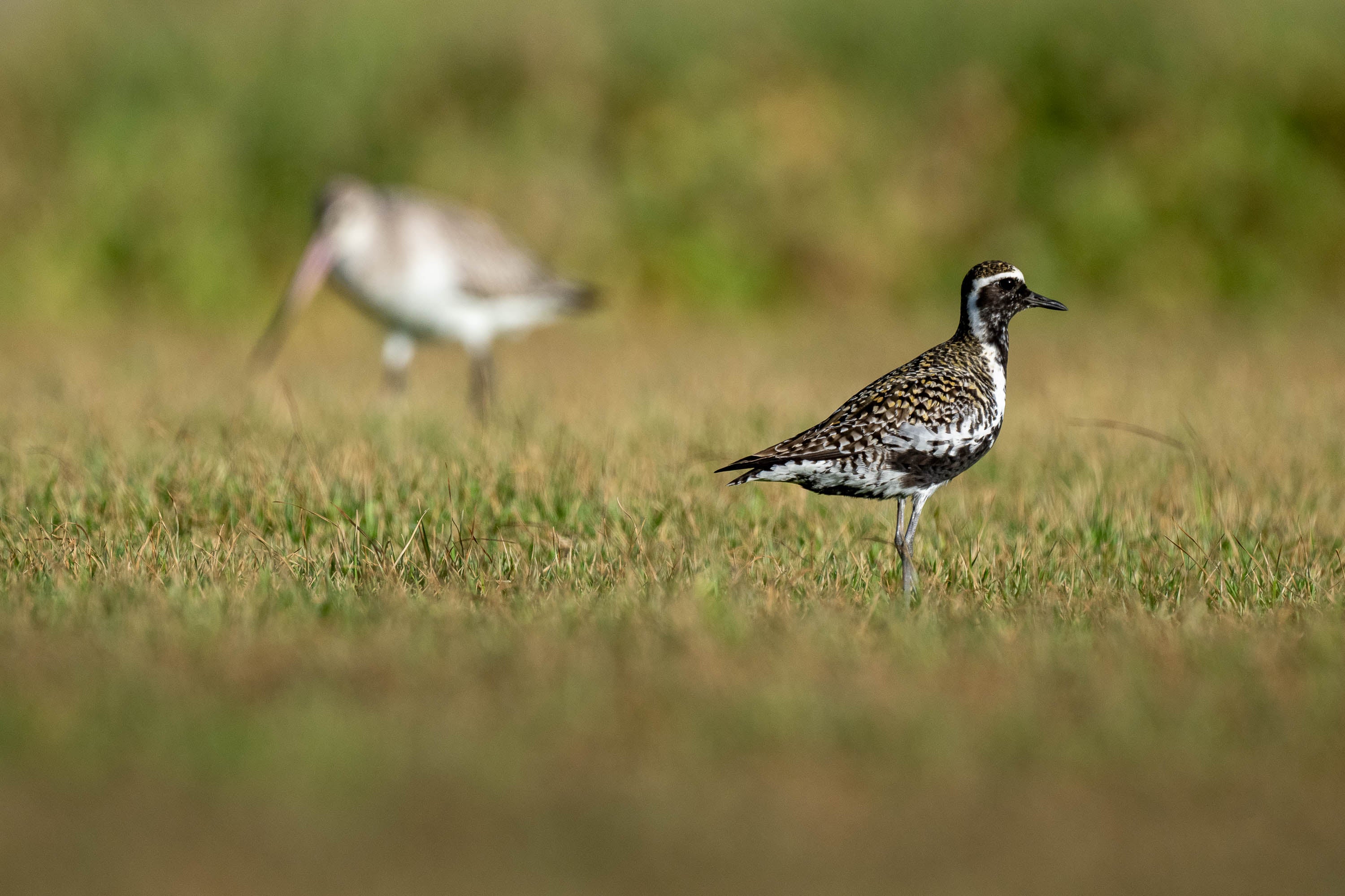 Pacific Golden Plover, Lord Howe Island
