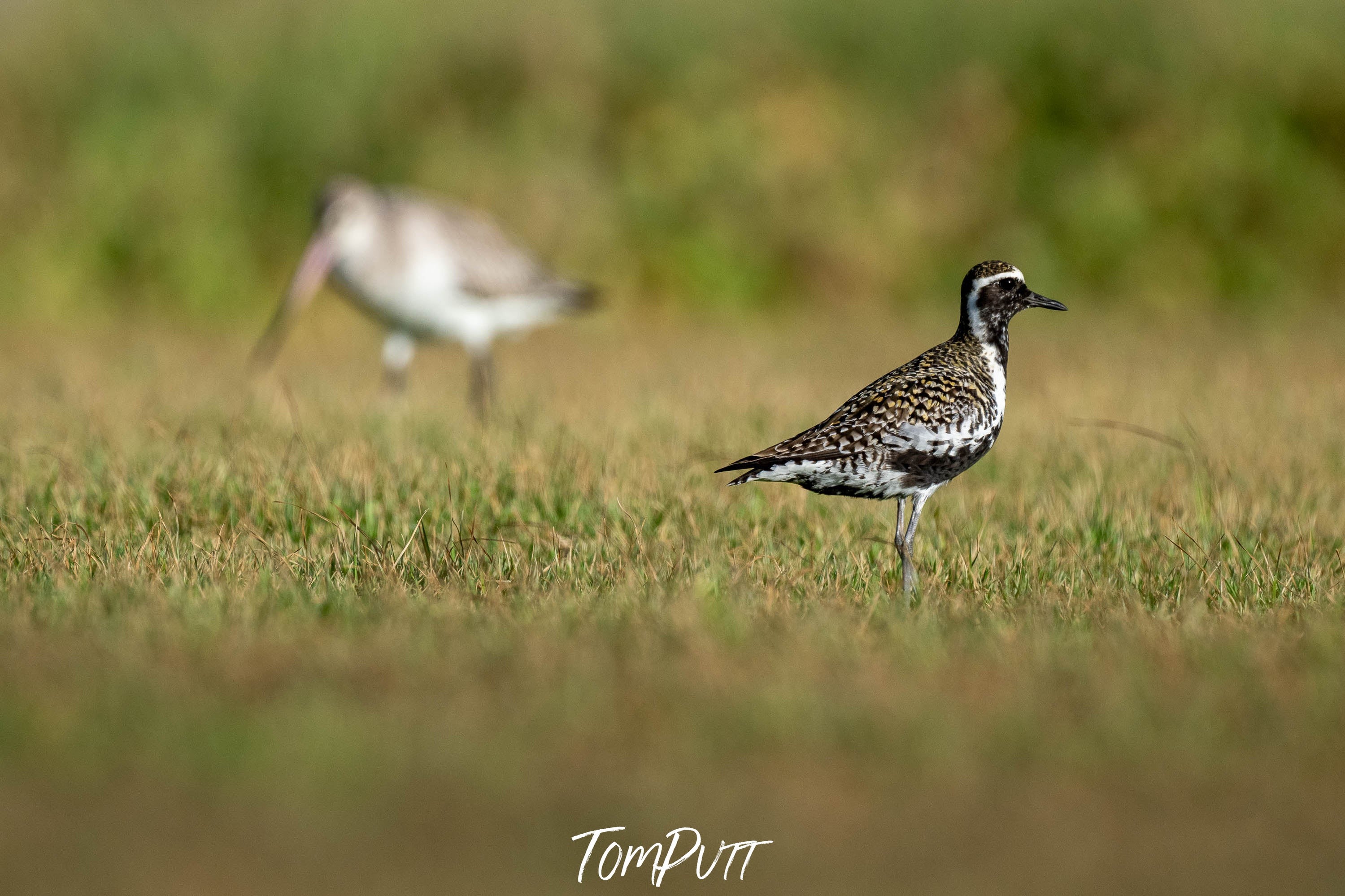 Pacific Golden Plover, Lord Howe Island