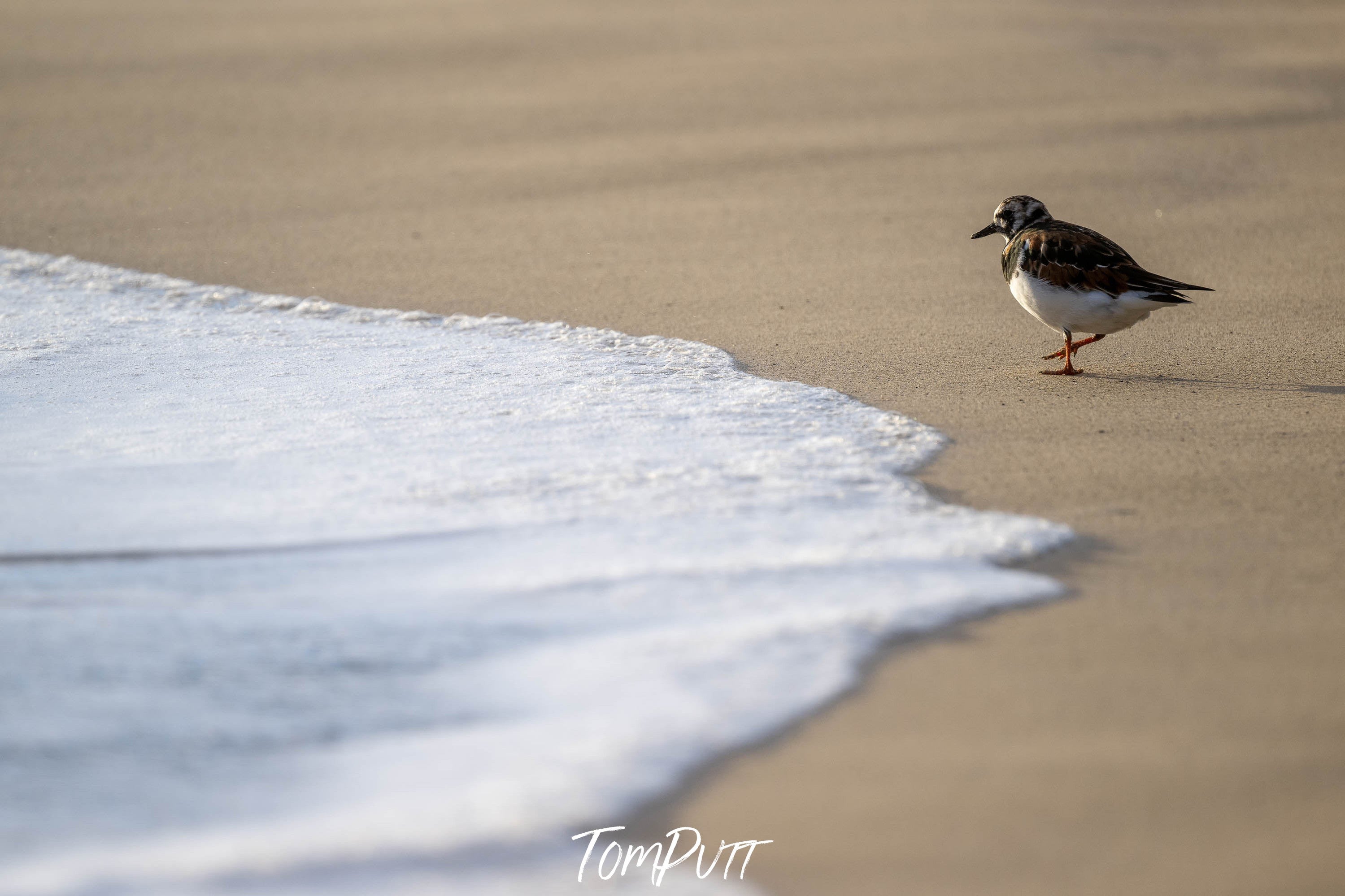 Ruddy Turnstone, Lord Howe Island