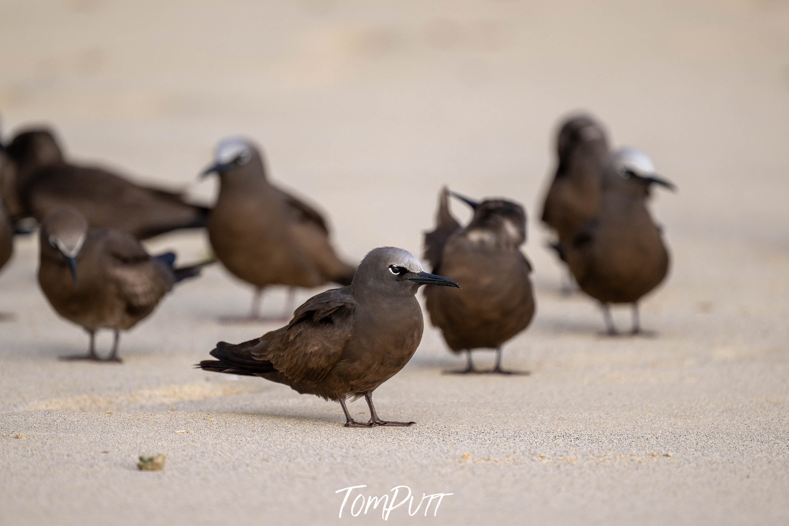 Brown Noddy, Lord Howe Island