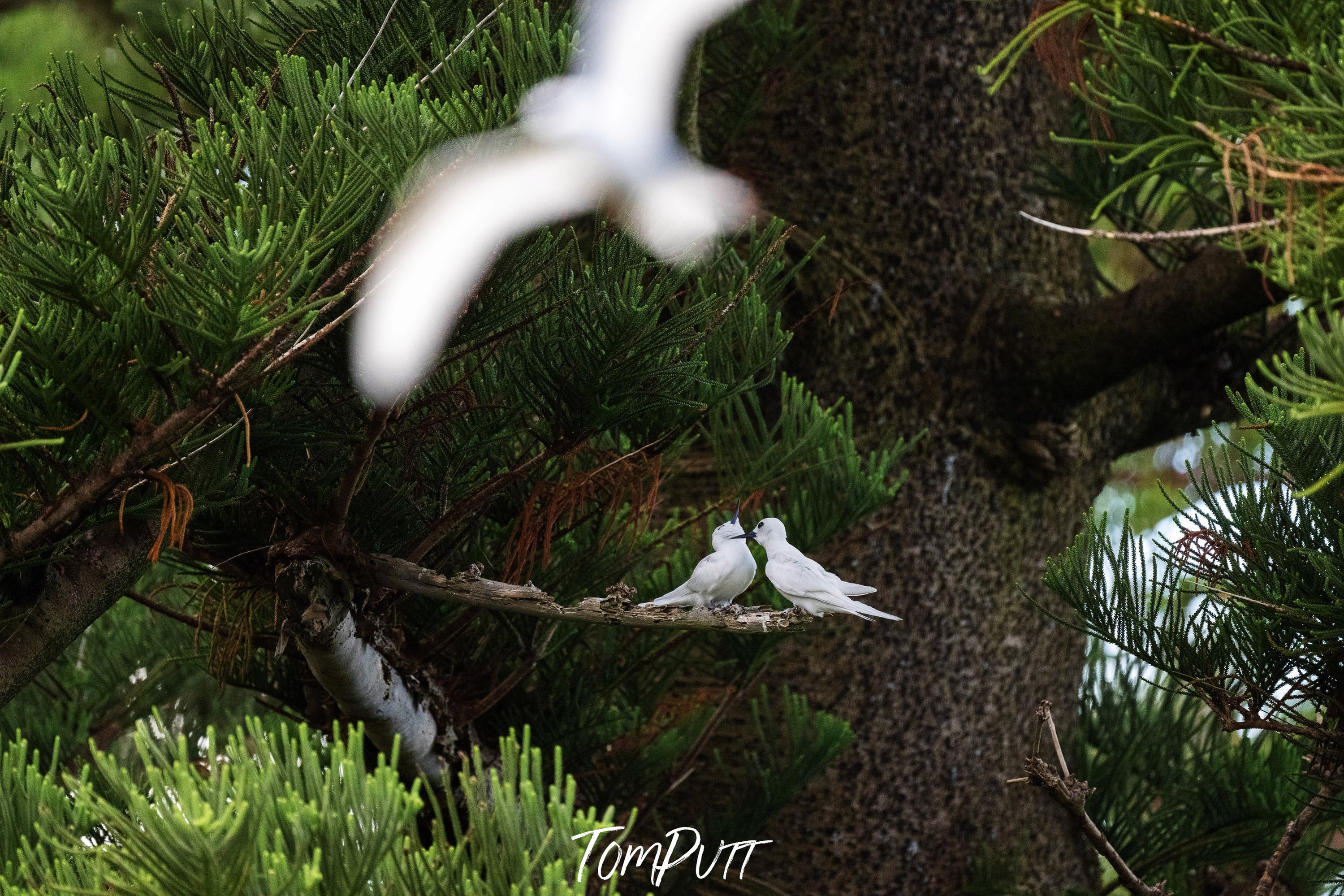 White Terns preening, Lord Howe Island