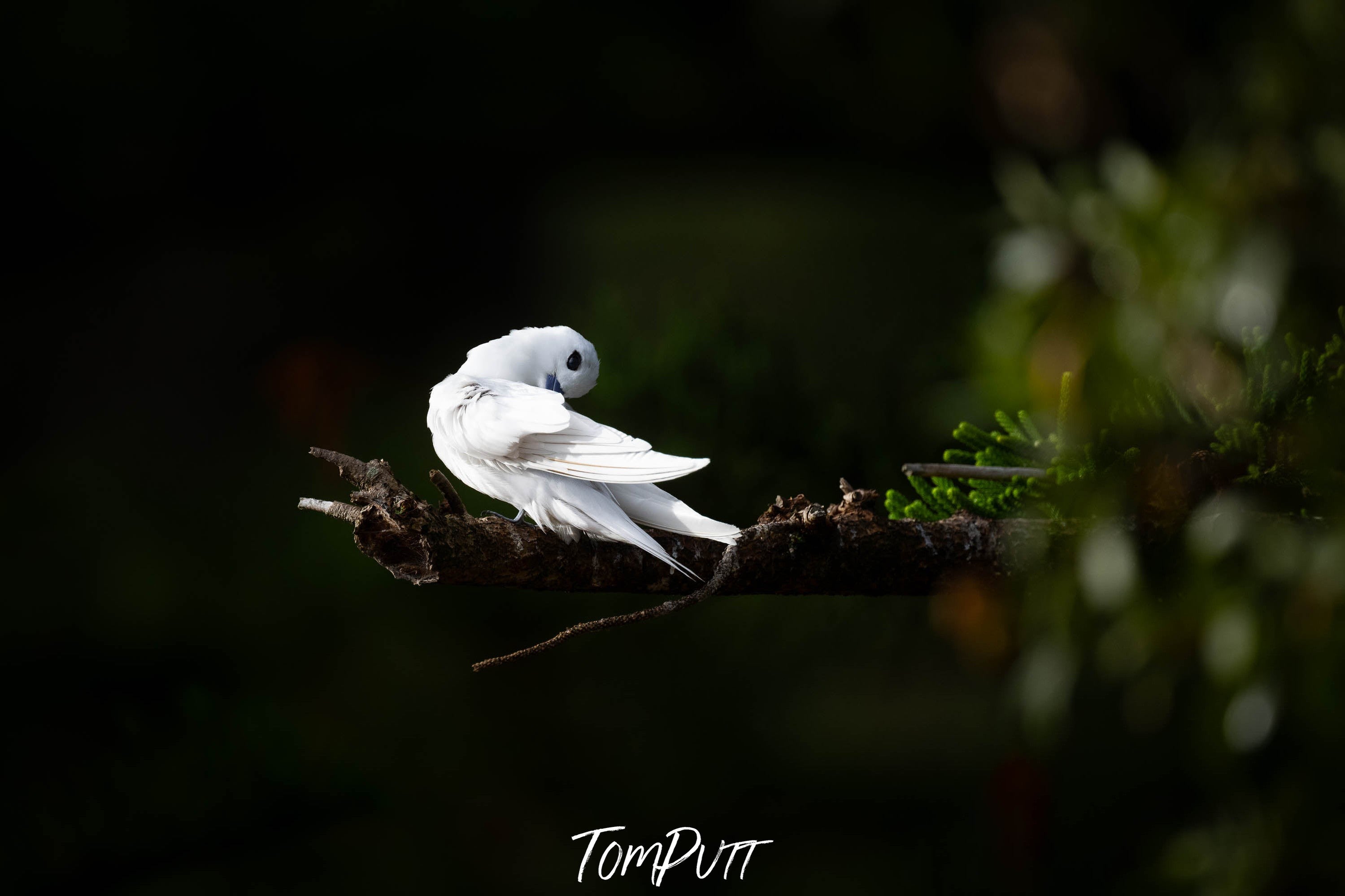 White Tern preening, Lord Howe Island