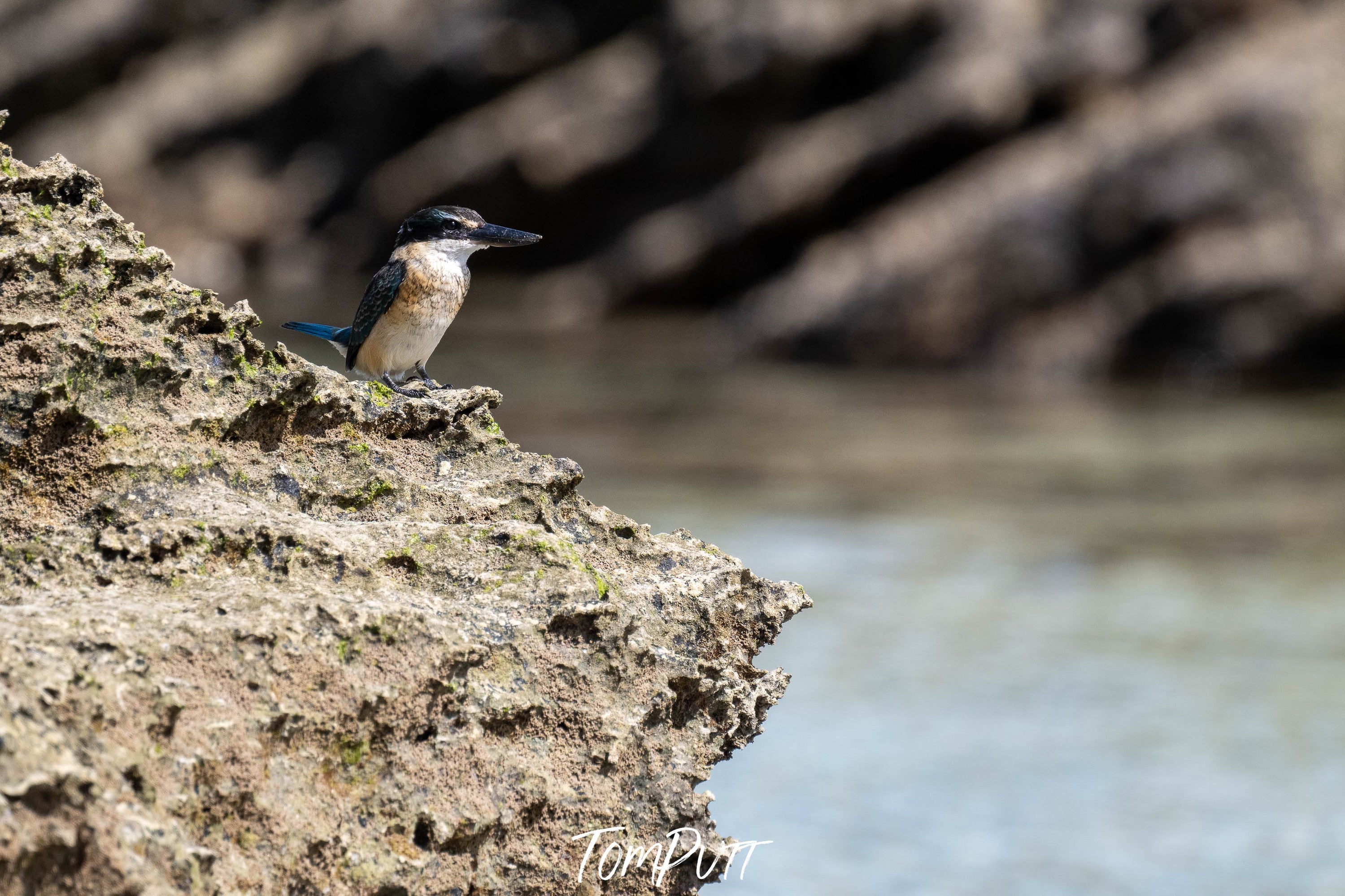 Sacred Kingfisher, Lord Howe Island