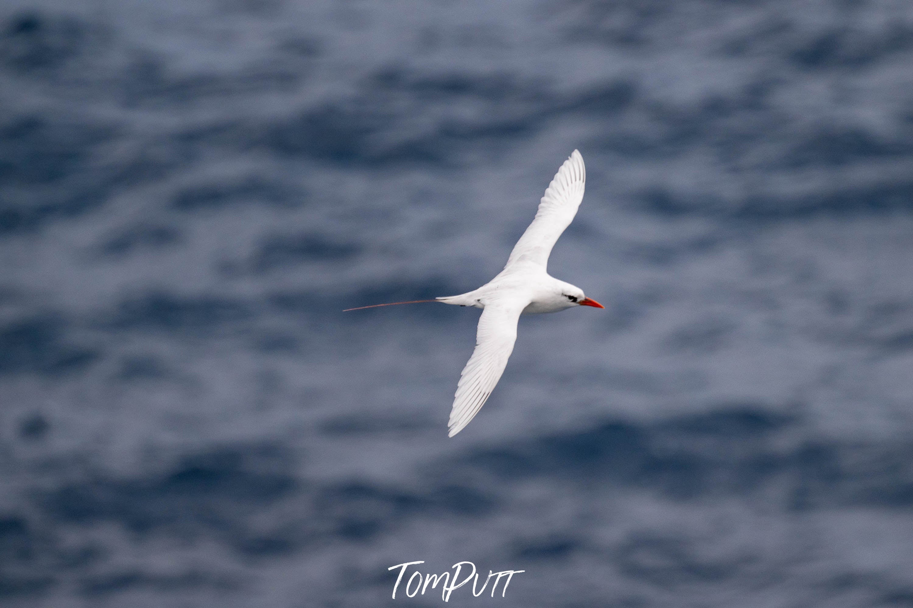 Red-tailed Tropicbird, Lord Howe Island