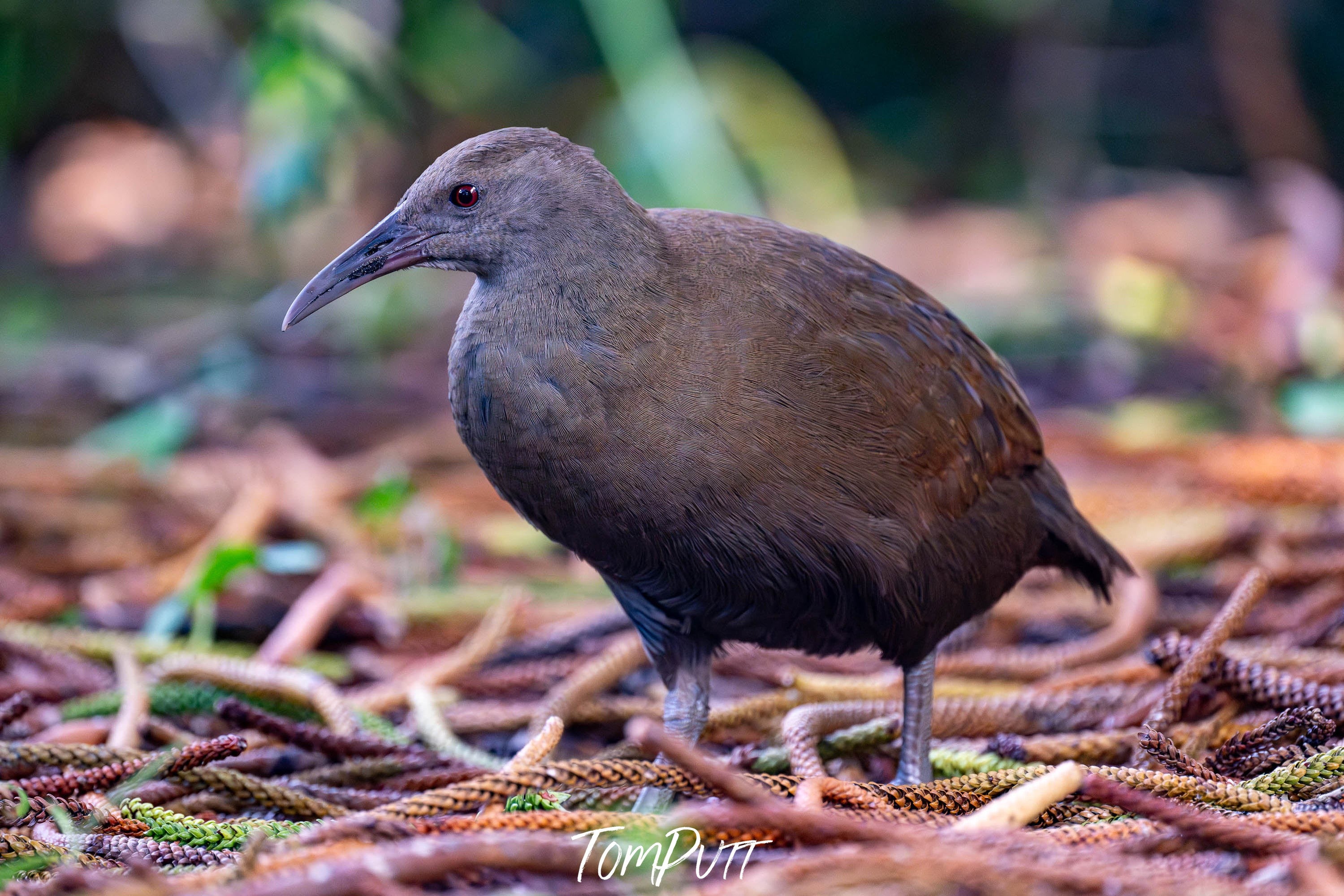 Woodhen, Lord Howe Island