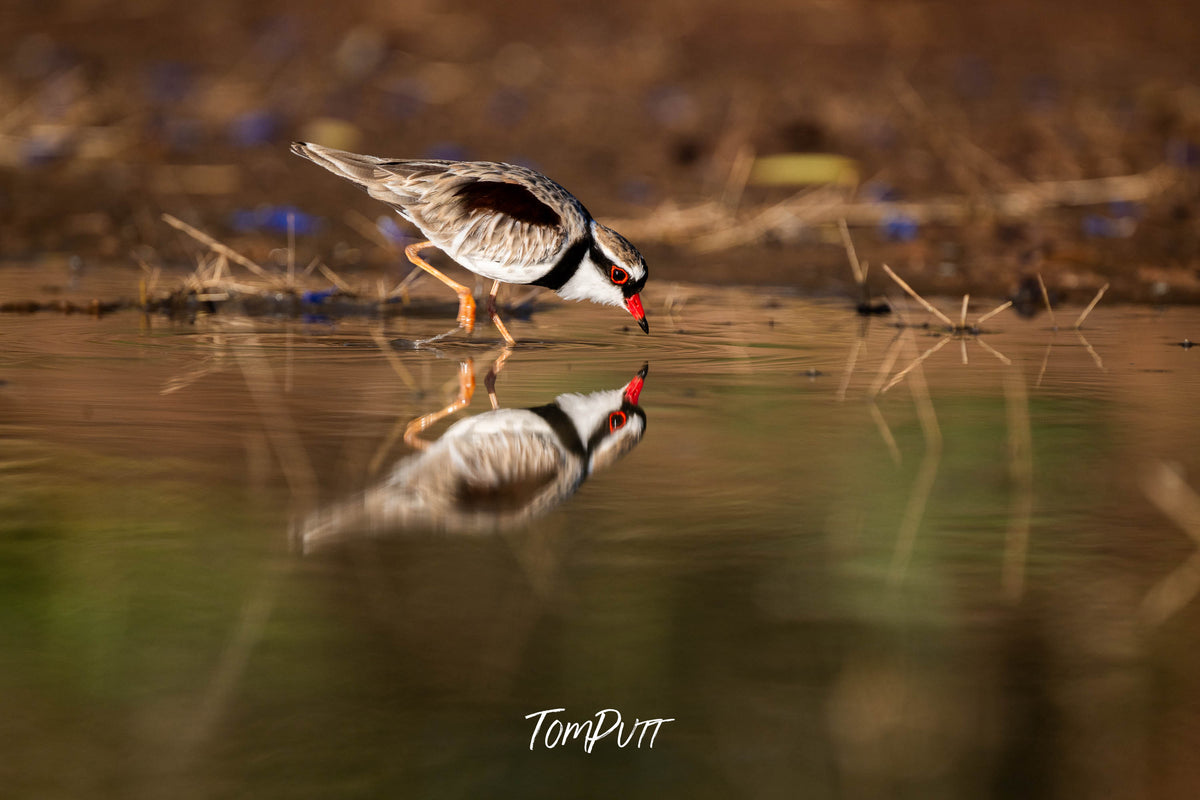 Black-fronted Dotterel feeding, Victoria