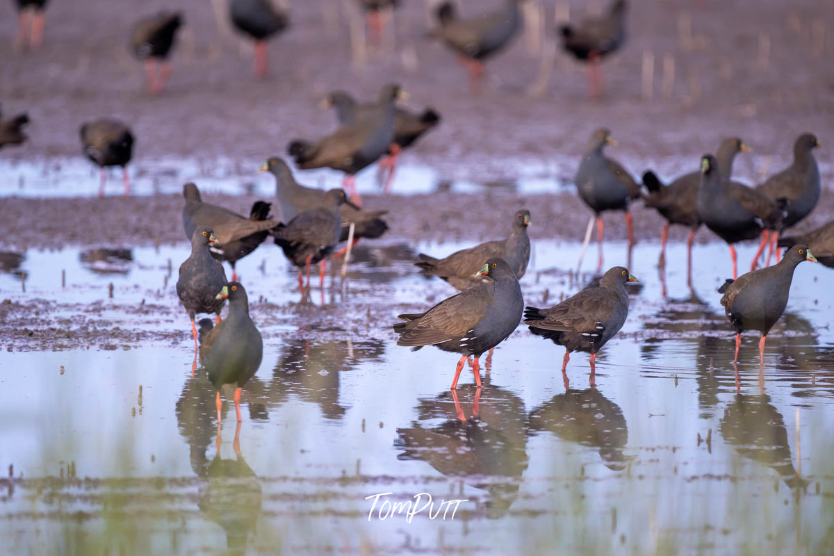 Black-tailed Native Hen, Sealake, Victoria