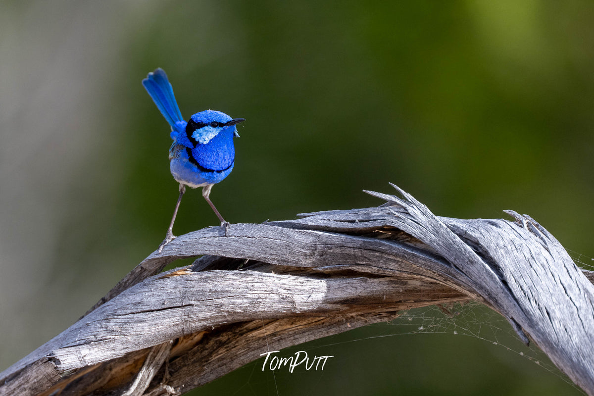 Splendid Fairy Wren (male) posing, Hattah, Victoria