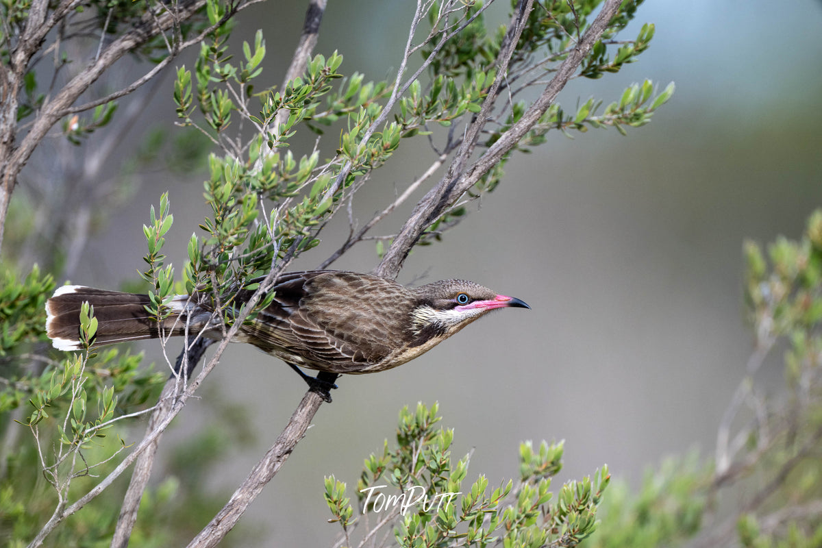 Spiny-cheeked Honeyeater, Hattah, Victoria