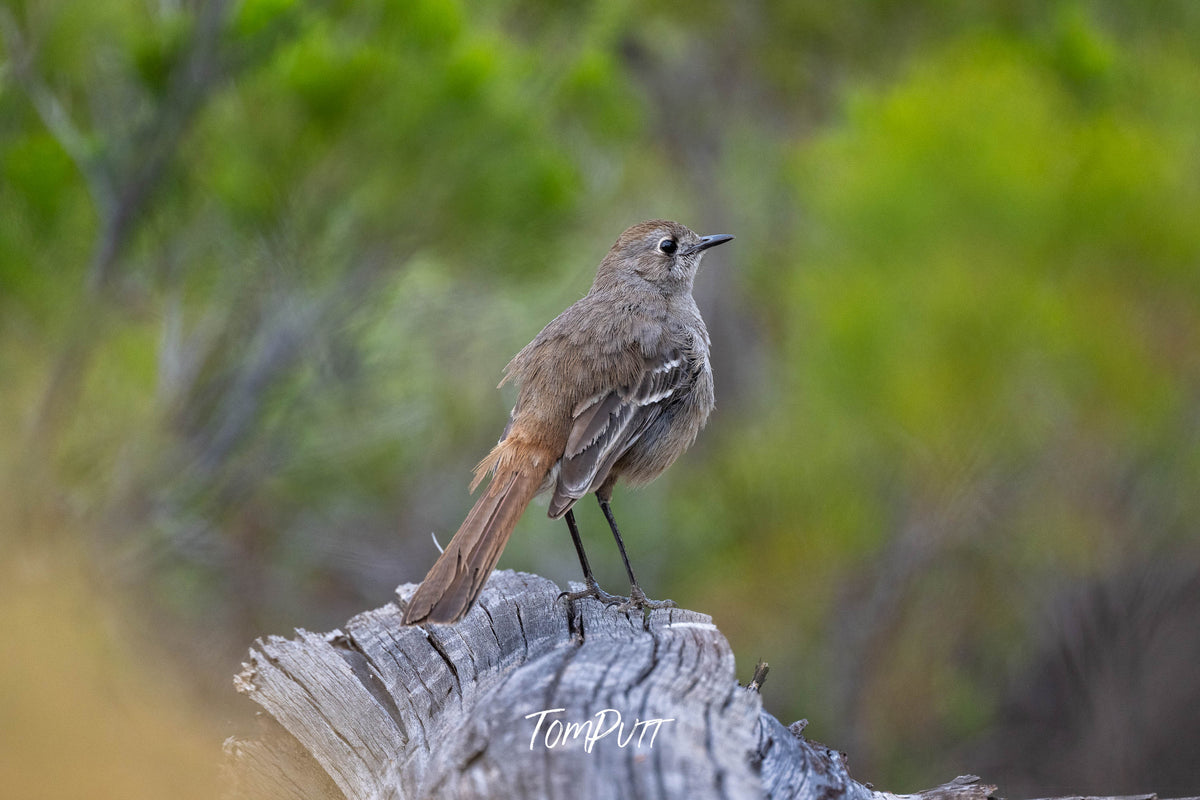 Southern Scrub Robin strikes a post, Patchewollock, Victoria