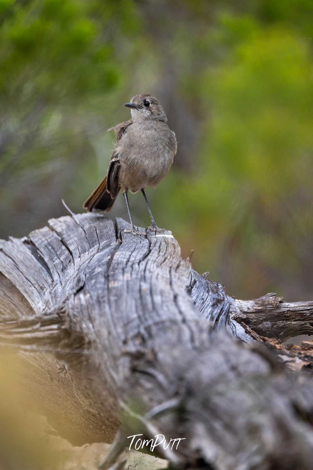 Southern Scrub Robin strikes a post (vertical), Patchewollock, Victoria