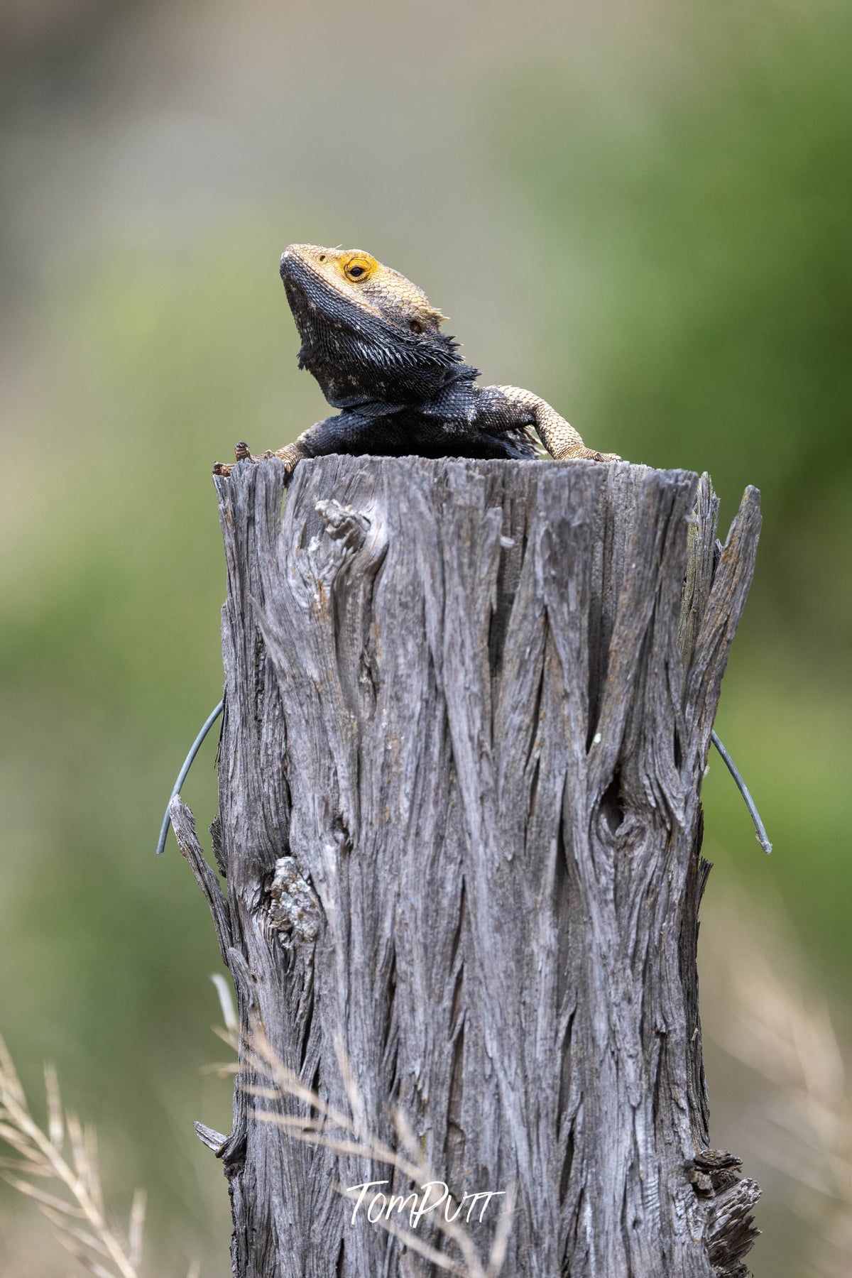 Bearded Dragon, Wyperfeld, Victoria