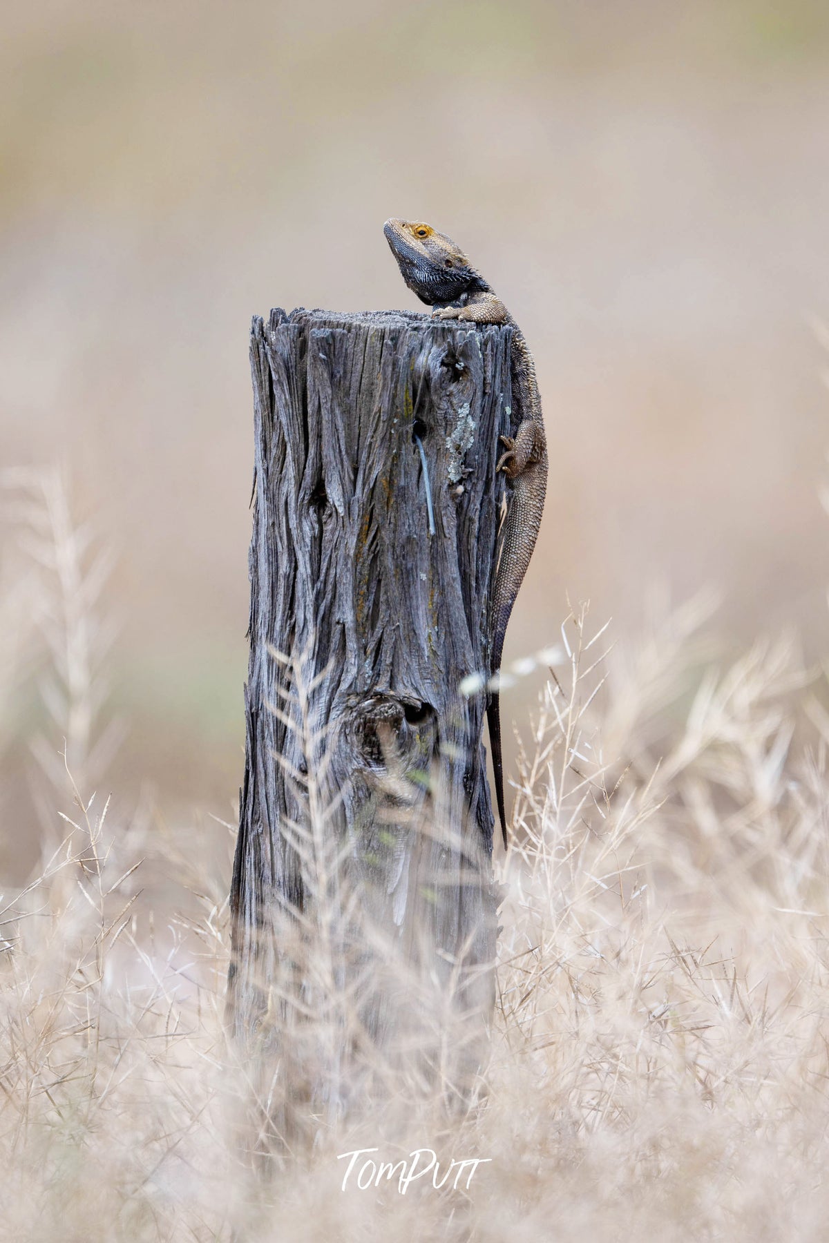 Bearded Dragon hanging on, Wyperfeld, Victoria