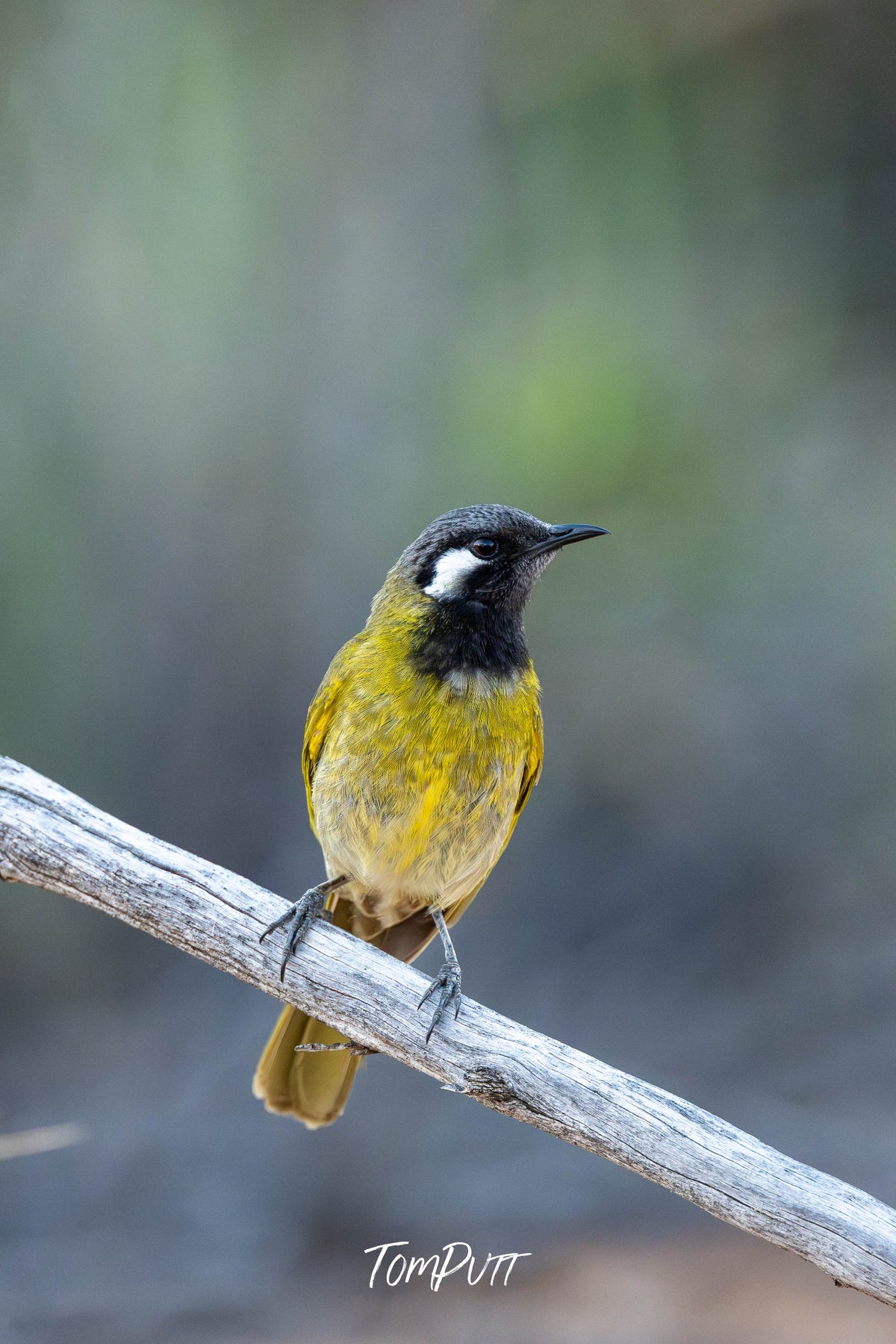 White-eared Honeyeater (vertical), Hattah, Victoria