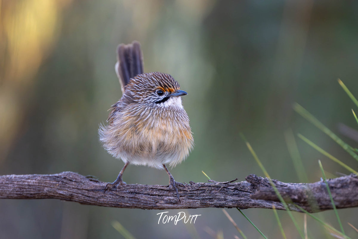 Striated Grasswren showing off, Hattah, Victoria