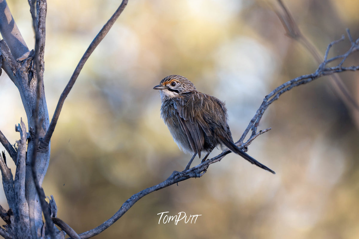 Striated Grasswren bathed in light, Hattah, Victoria