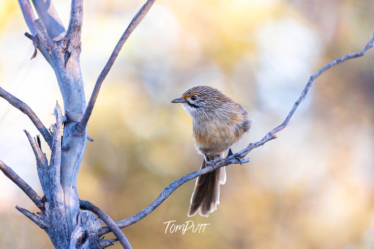 An inqusitive Striated Grasswren, Hattah, Victoria