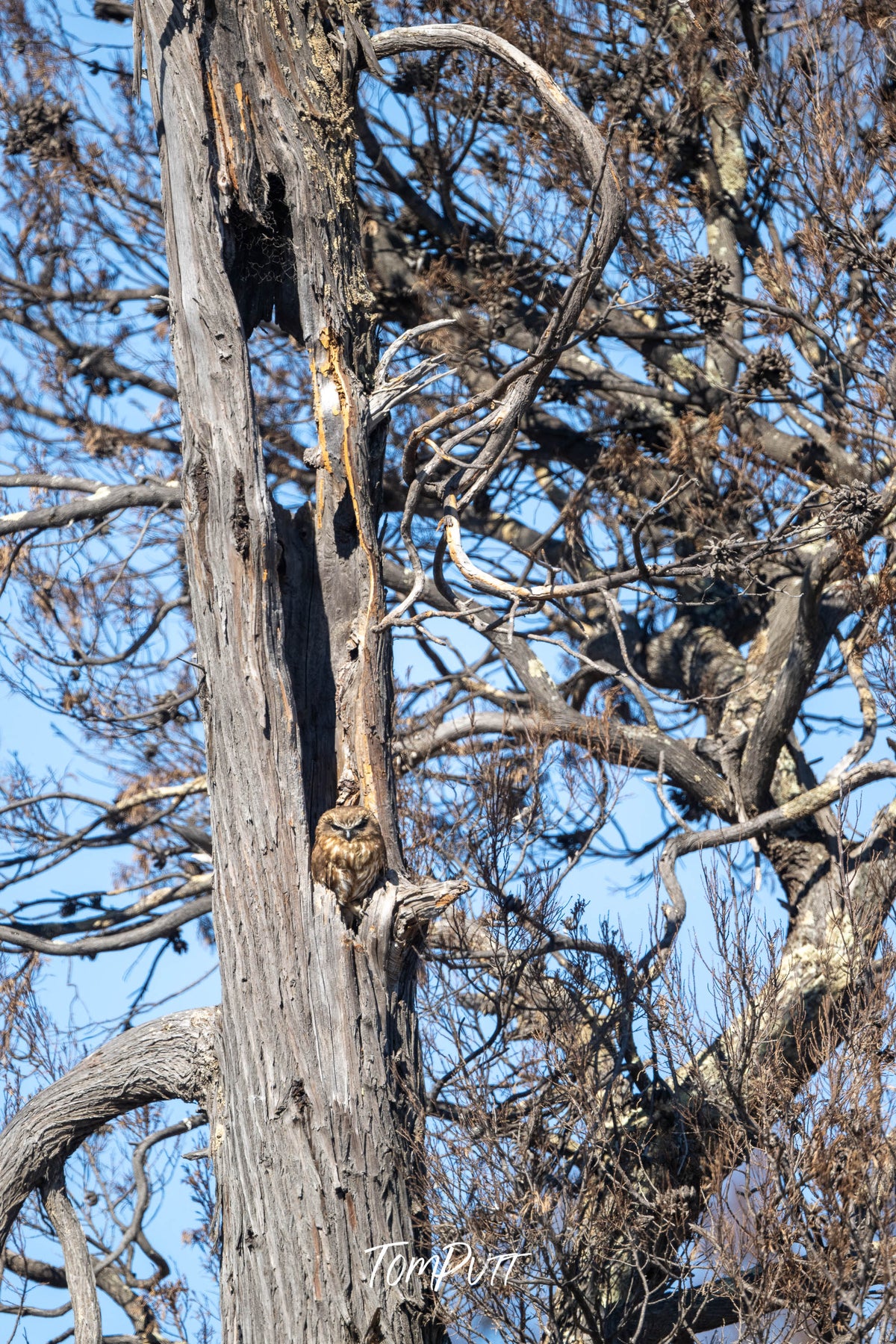 Southern Boobook hiding, Wyperfeld National Park, Victoria