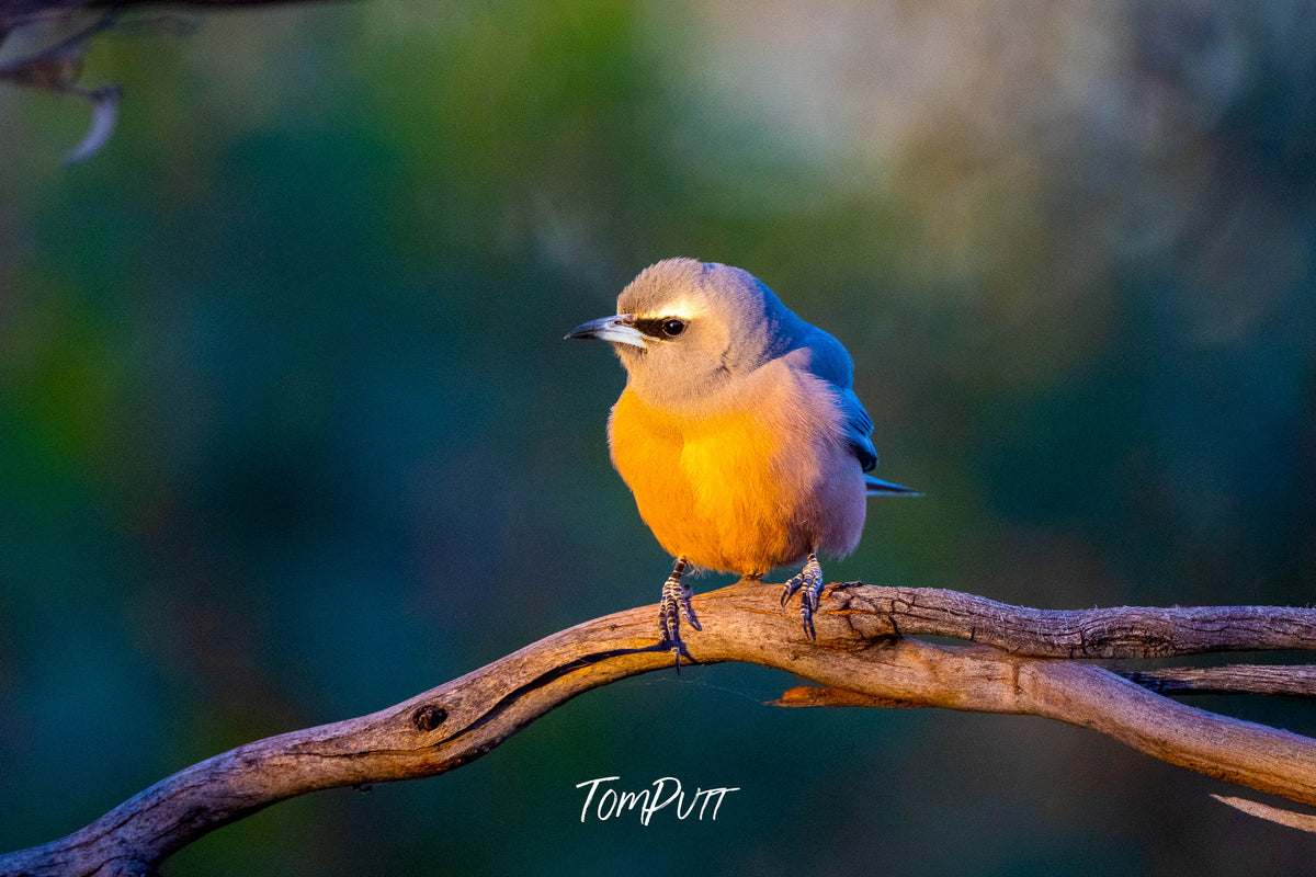 White-browed Woodswallow in early morning light (female), Hattah, Victoria