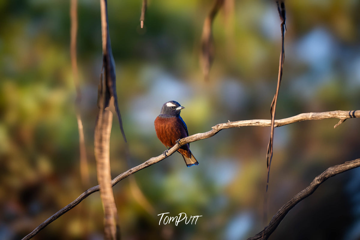 White-browed Woodswallow in early morning light, Hattah, Victoria