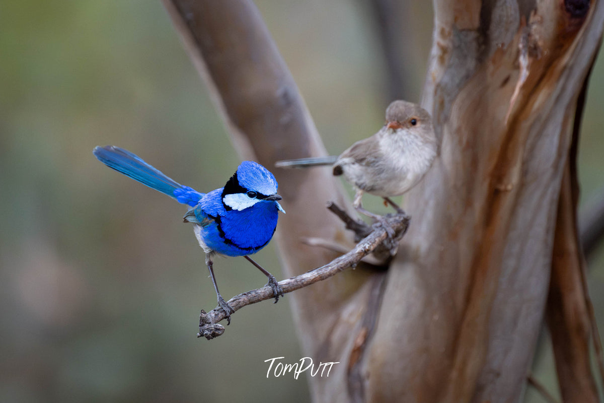 Splendid Fairywren (pair), Hattah, Victoria