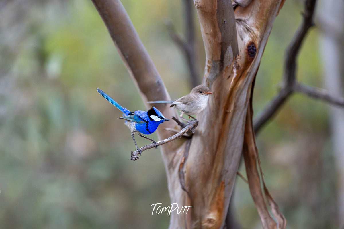 Splendid Fairywren (pair) in mallee, Hattah, Victoria