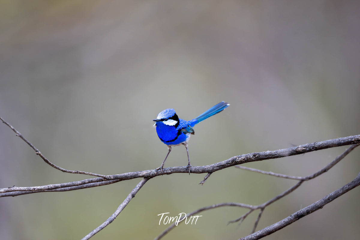 Splendid Fairy Wren portrait, Hattah, Victoria