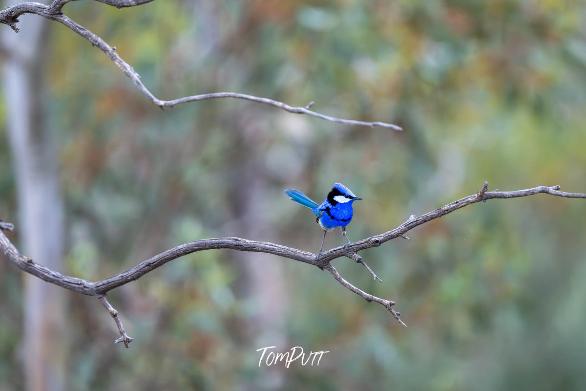 Splendid Fairy Wren (male) strikes a pose to the other side, Hattah, Victoria