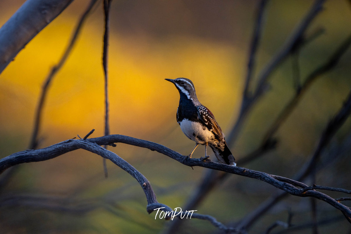 Chestnut Quail Thrush in golden light, Hattah, Victoria