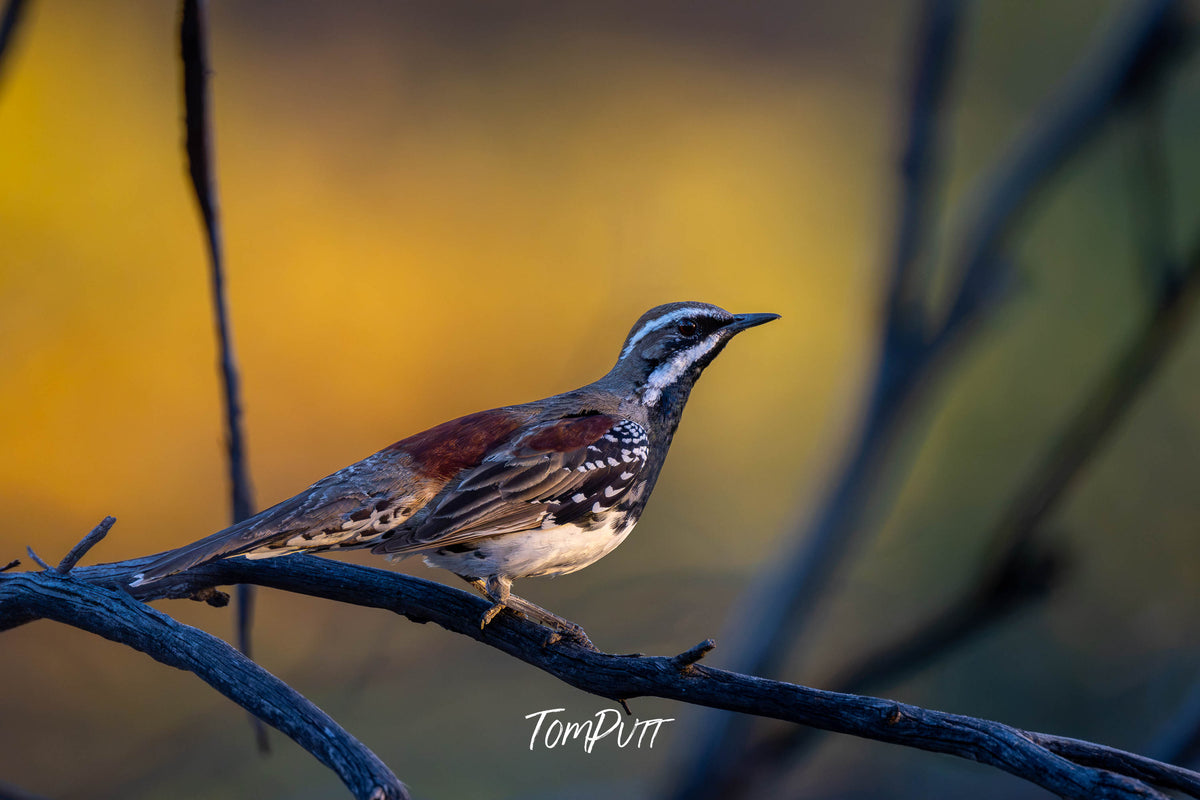 Chestnut Quail Thrush (male), Hattah, Victoria