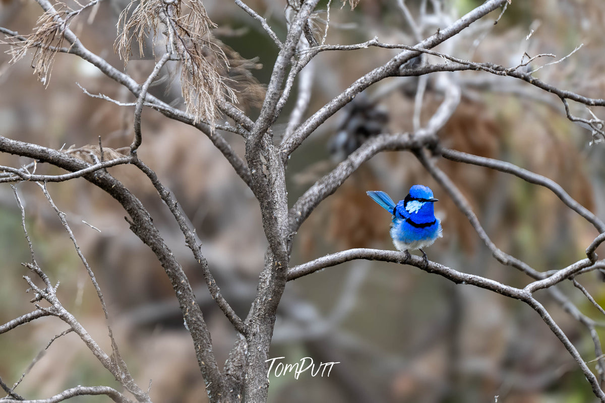 Splendid Fairy Wren (male) all puffed up, Wyperfeld, Victoria