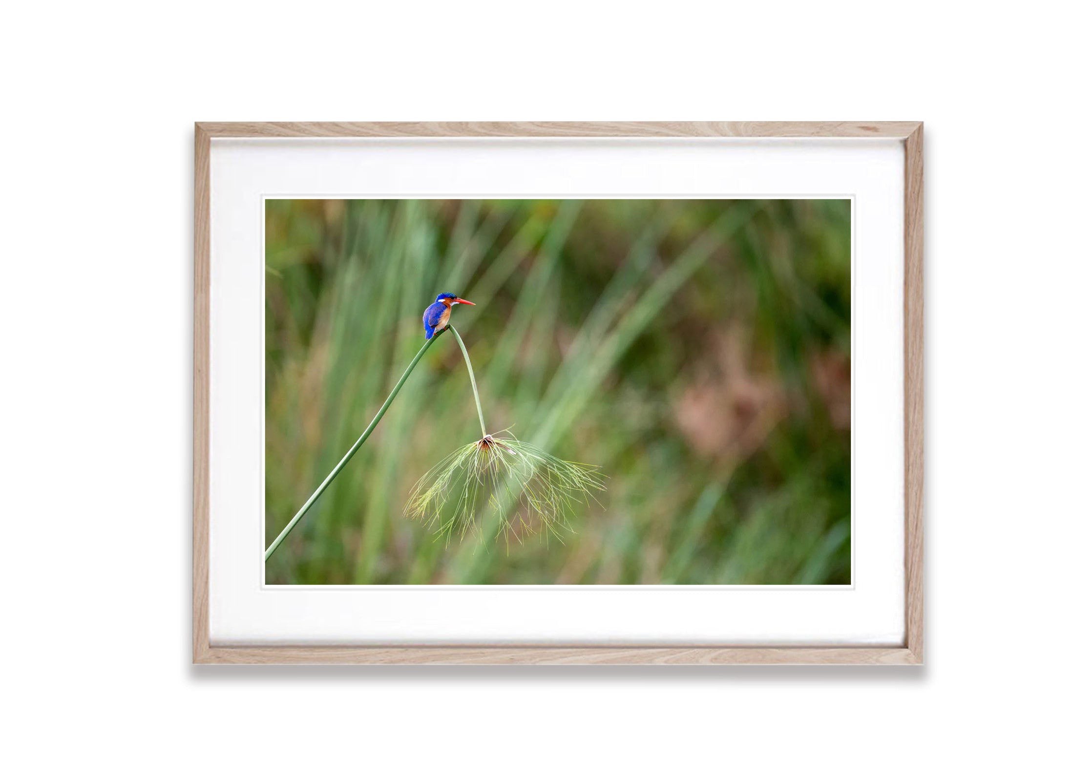 Malachite Kingfisher, Okavango Delta, Botswana