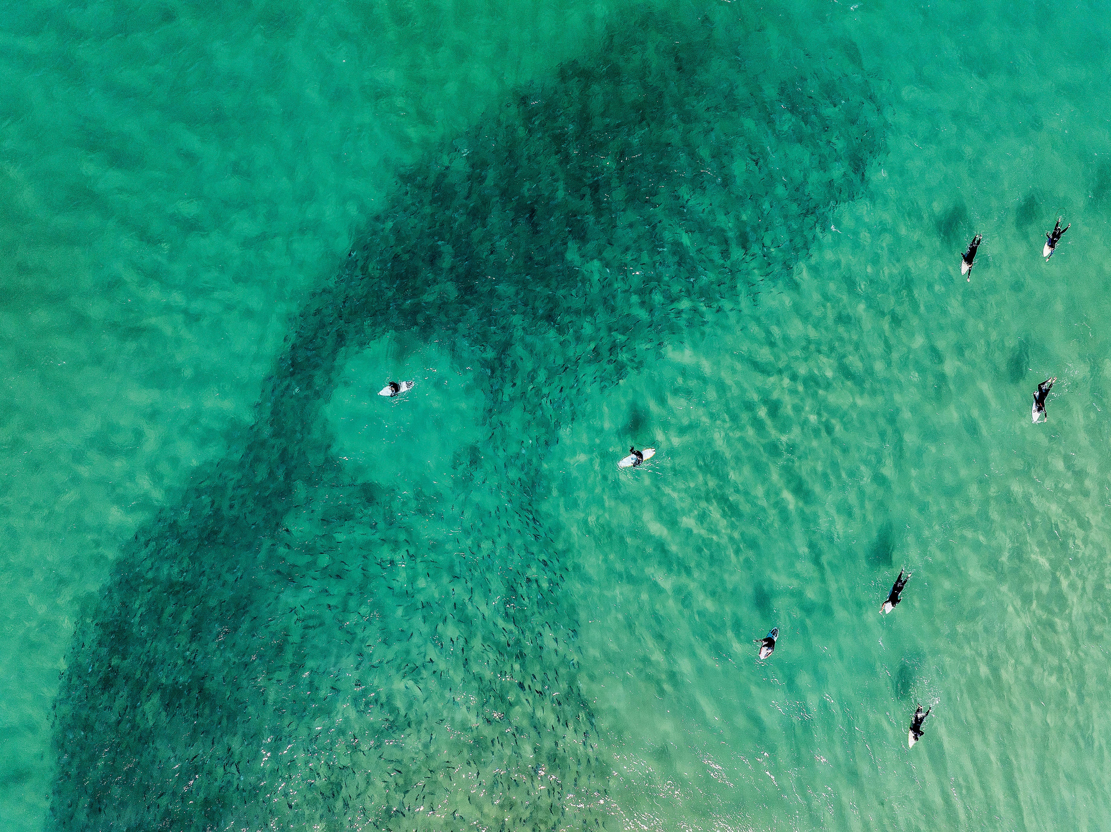 Bait Ball, Gunnamatta