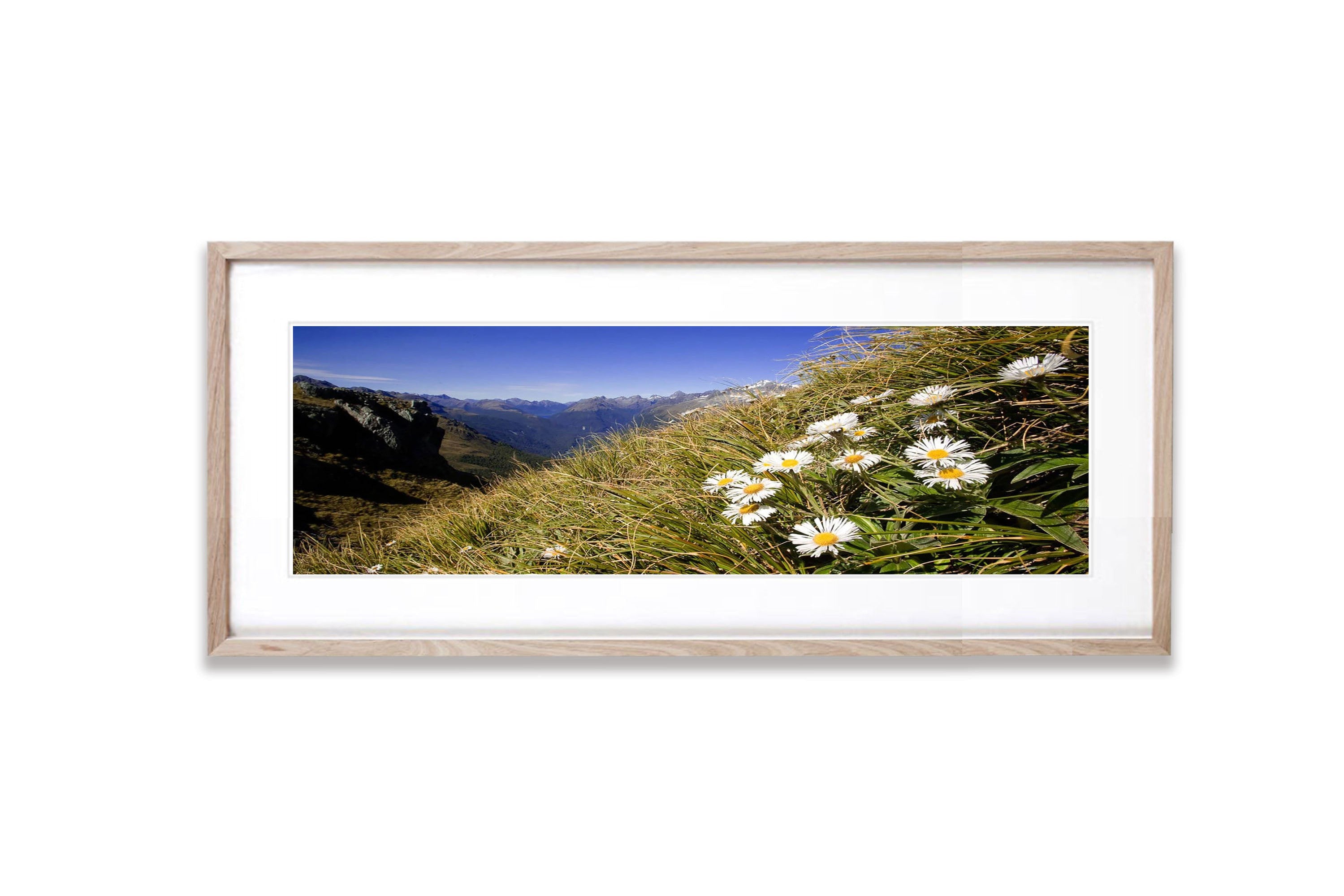 Mountain Daisy, Routeburn Track - New Zealand