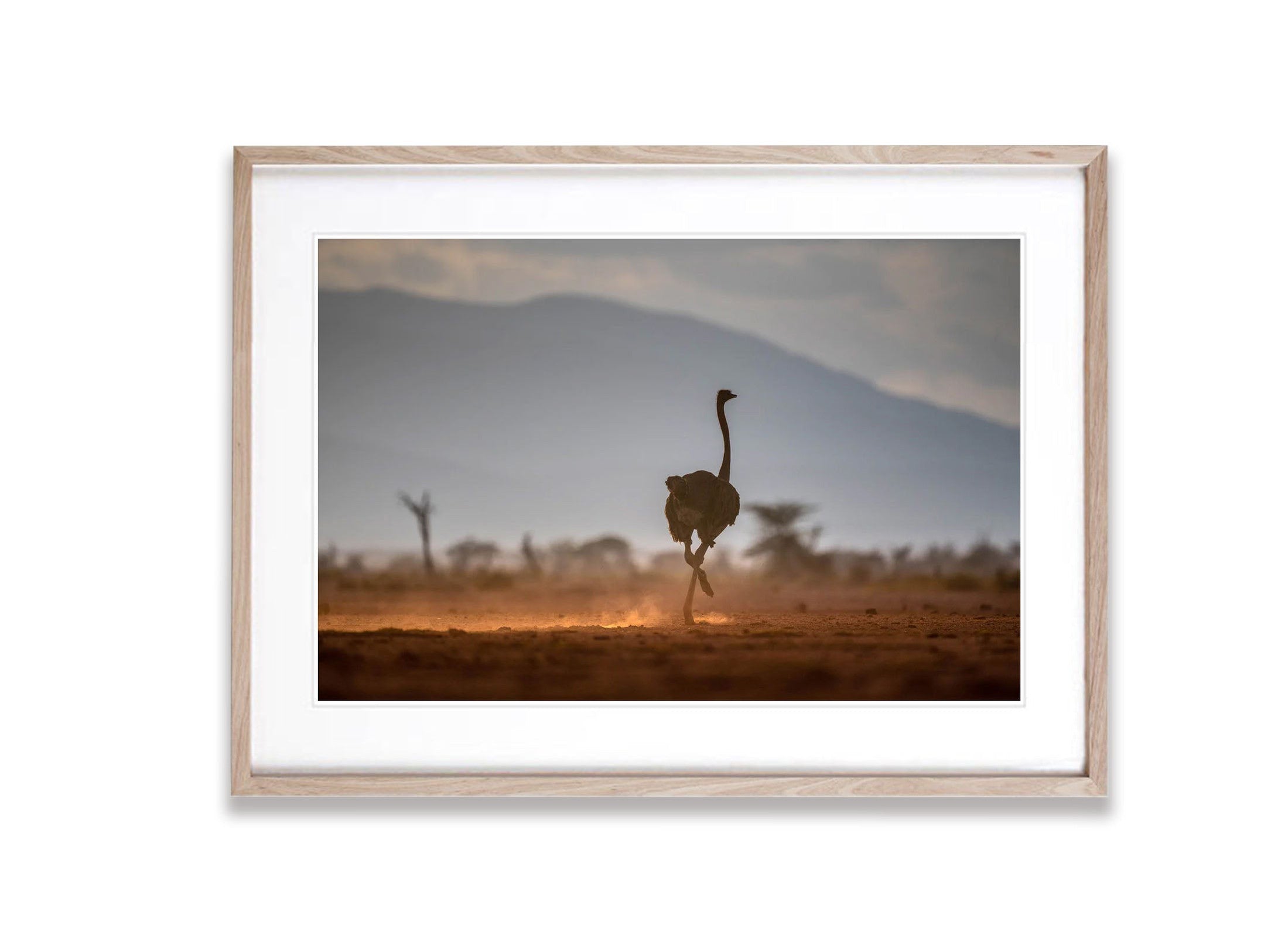 Ostrich in the late afternoon light, Tanzania