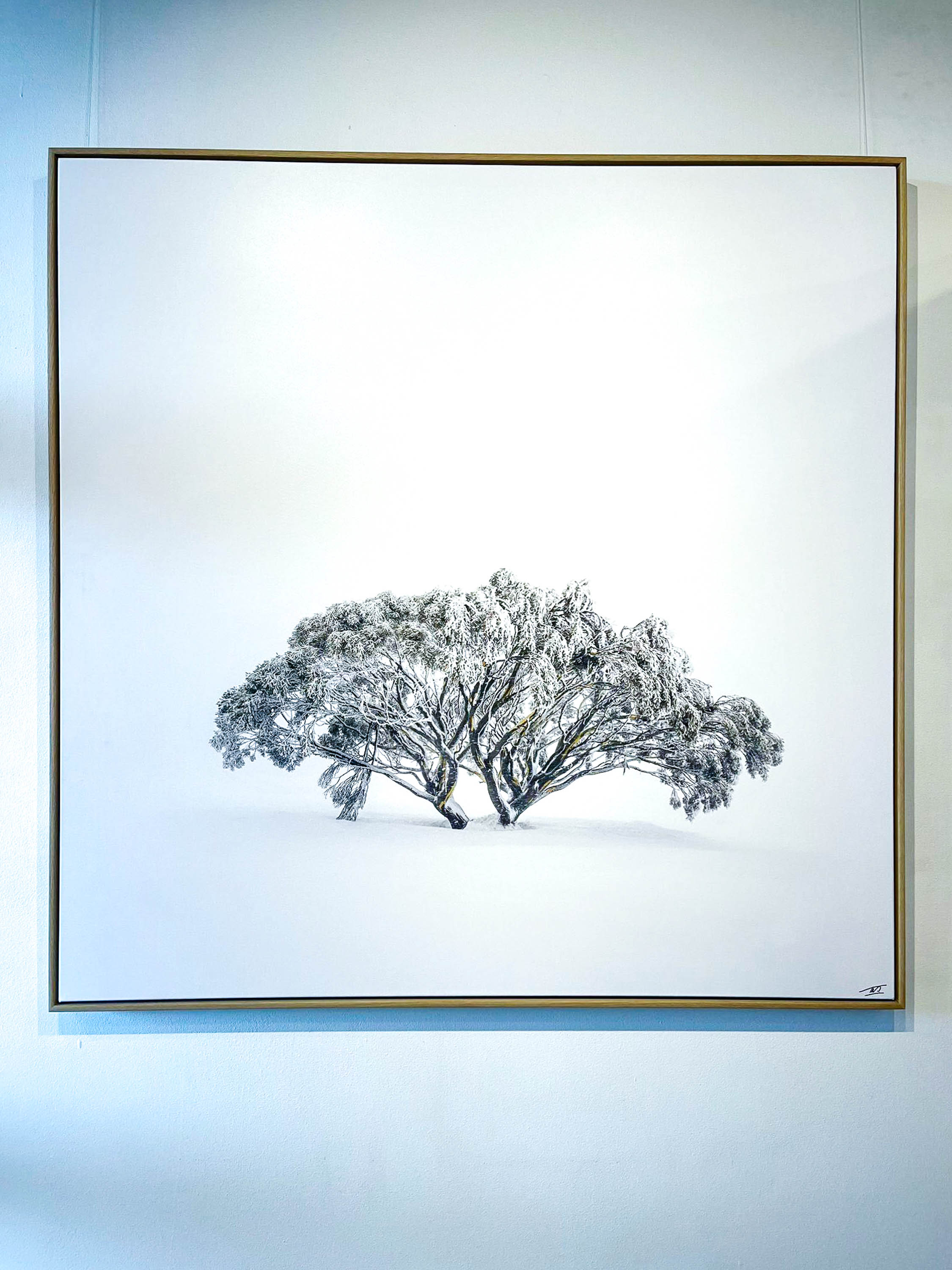 ARTWORK INSTOCK - Lone Snow Gum, Mount Hotham, Victoria - 150 x 150cms Canvas Raw Oak Print