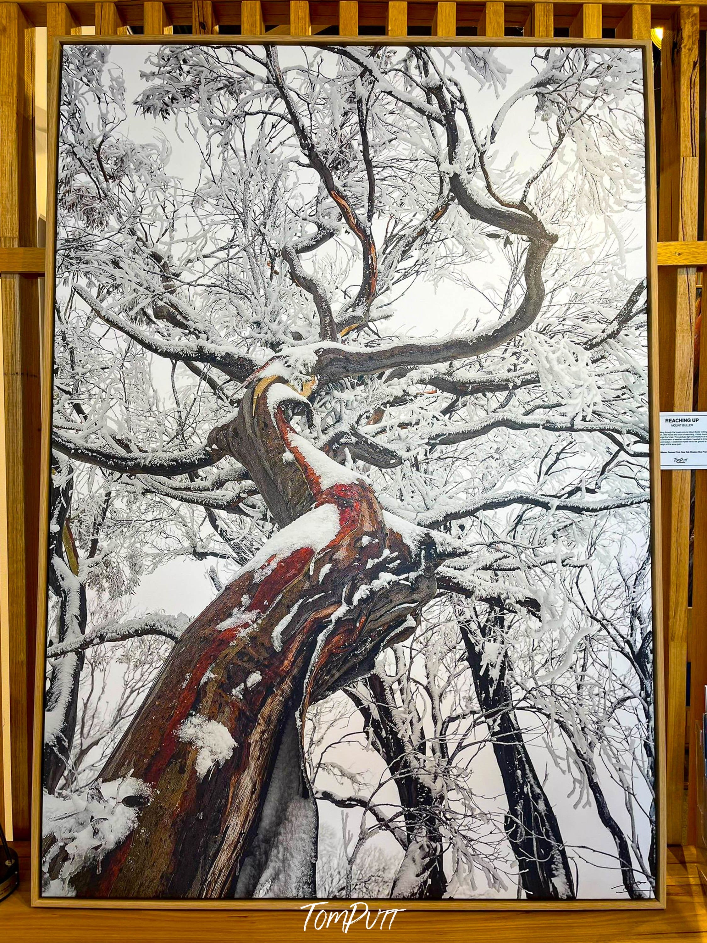 ARTWORK INSTOCK - 'Reaching Up, Snow Gum, Mount Buller' - 150x100cms Canvas Framed Print Raw Oak