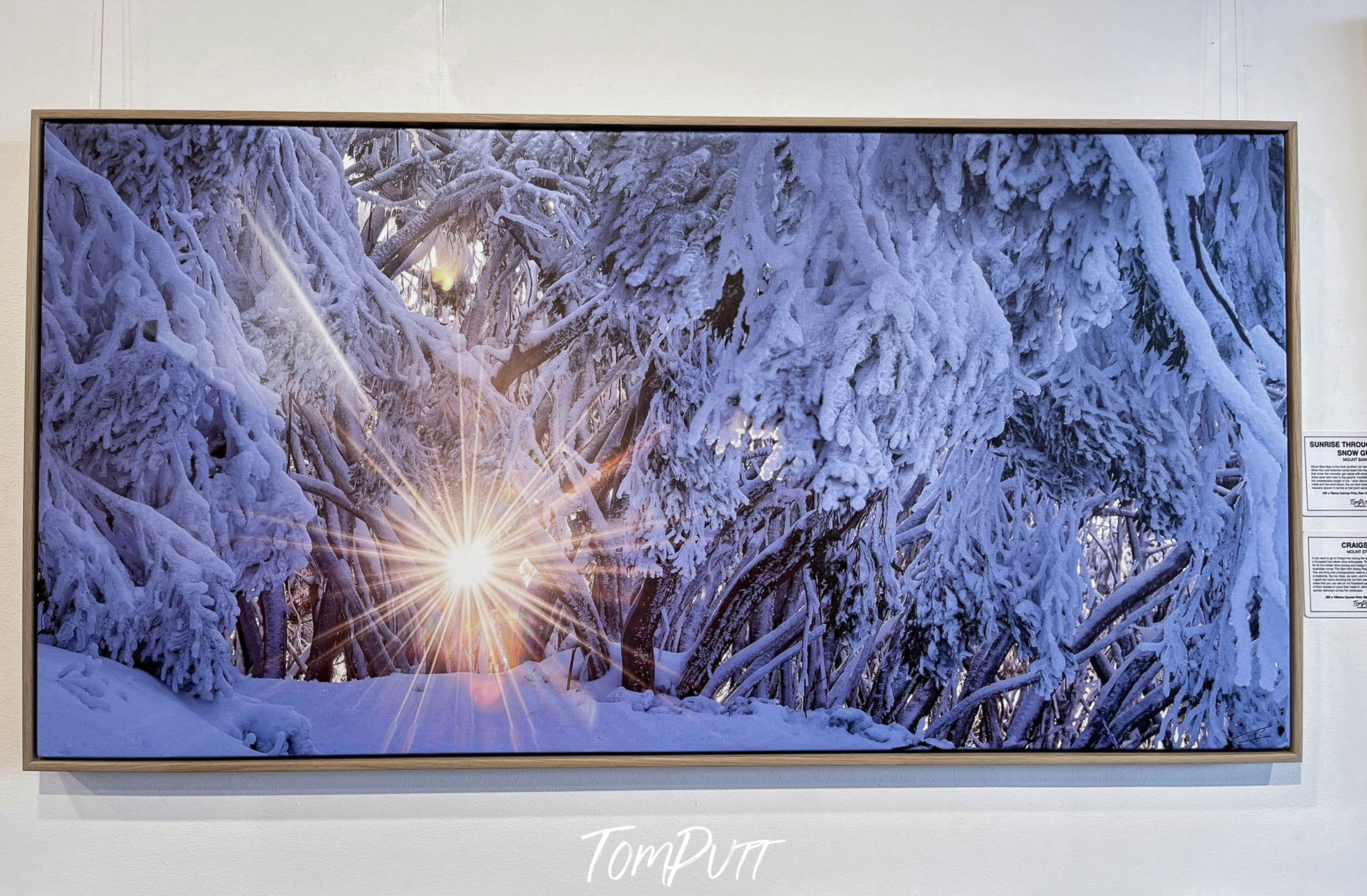 ARTWORK INSTOCK - Sunrise Though Frozen Snow Gums, Mt Baw Baw, VIC - 150x 75cms Canvas Raw Oak Print