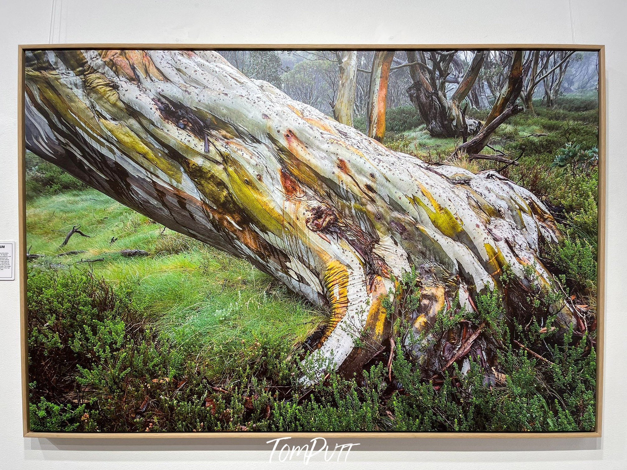 ARTWORK INSTOCK - 'Ancient Snow Gum, Snowy Mountains, NSW' - 150x100cms Canvas Framed Print in Raw Oak