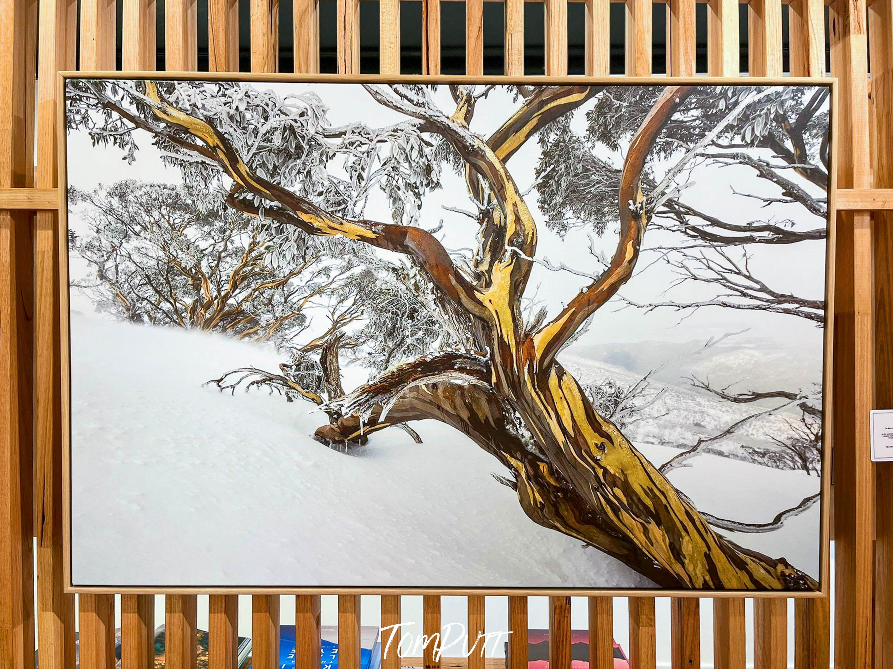 ARTWORK INSTOCK - 'Snow Gum, Dead Horse Gap, Snowy Mountains' - 150x100cms Canvas Framed Print in Raw Oak