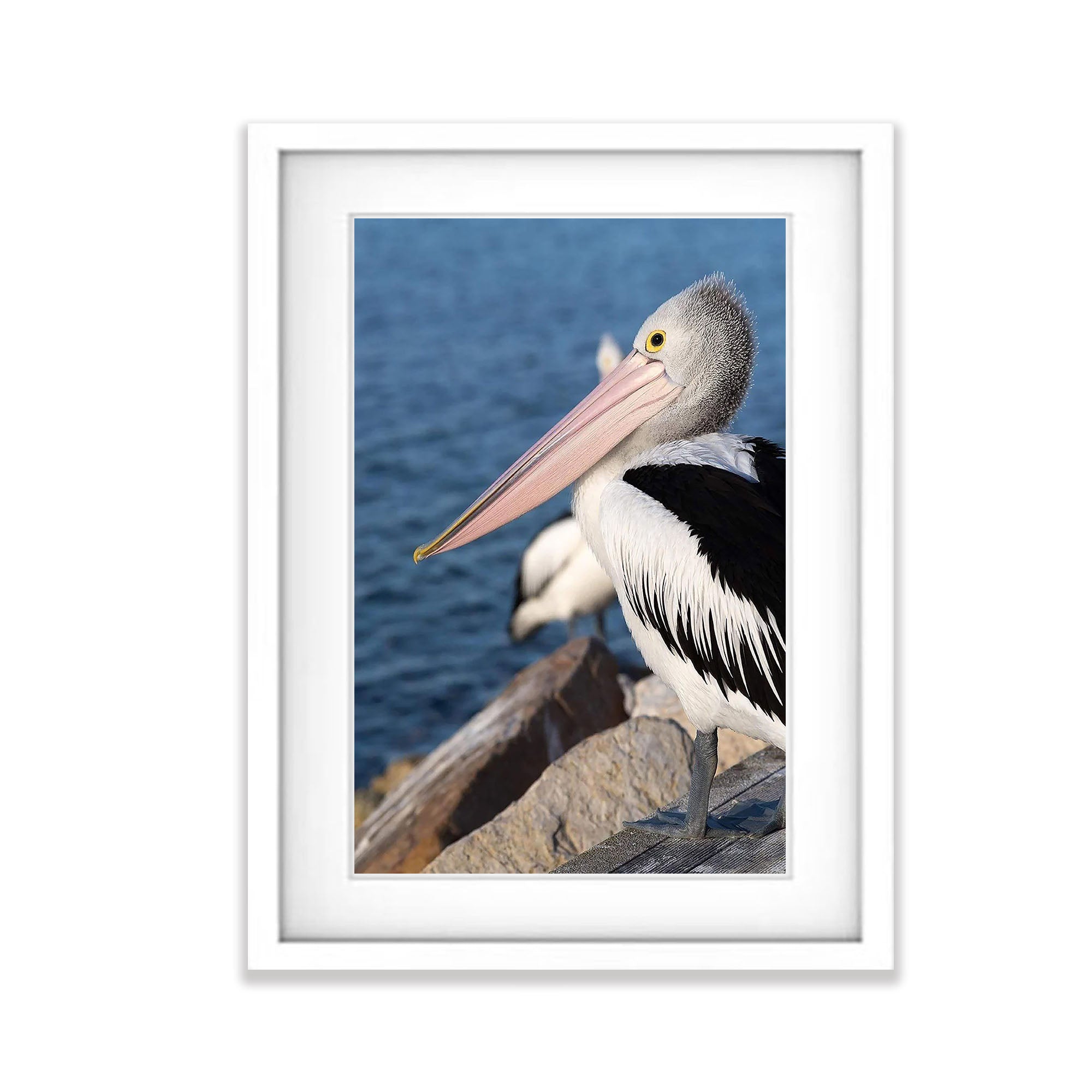 Pelican, Kangaroo Island, South Australia