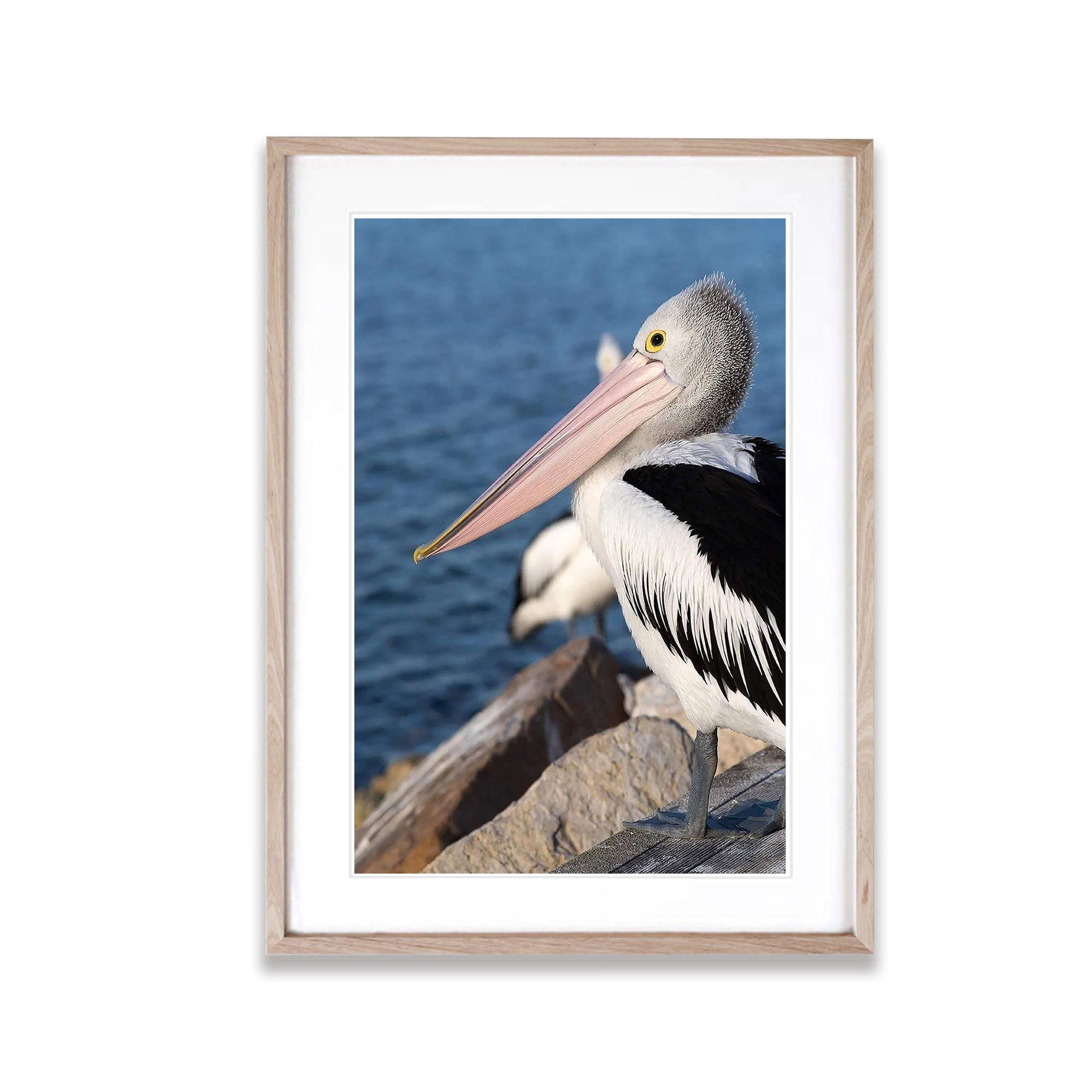 Pelican, Kangaroo Island, South Australia