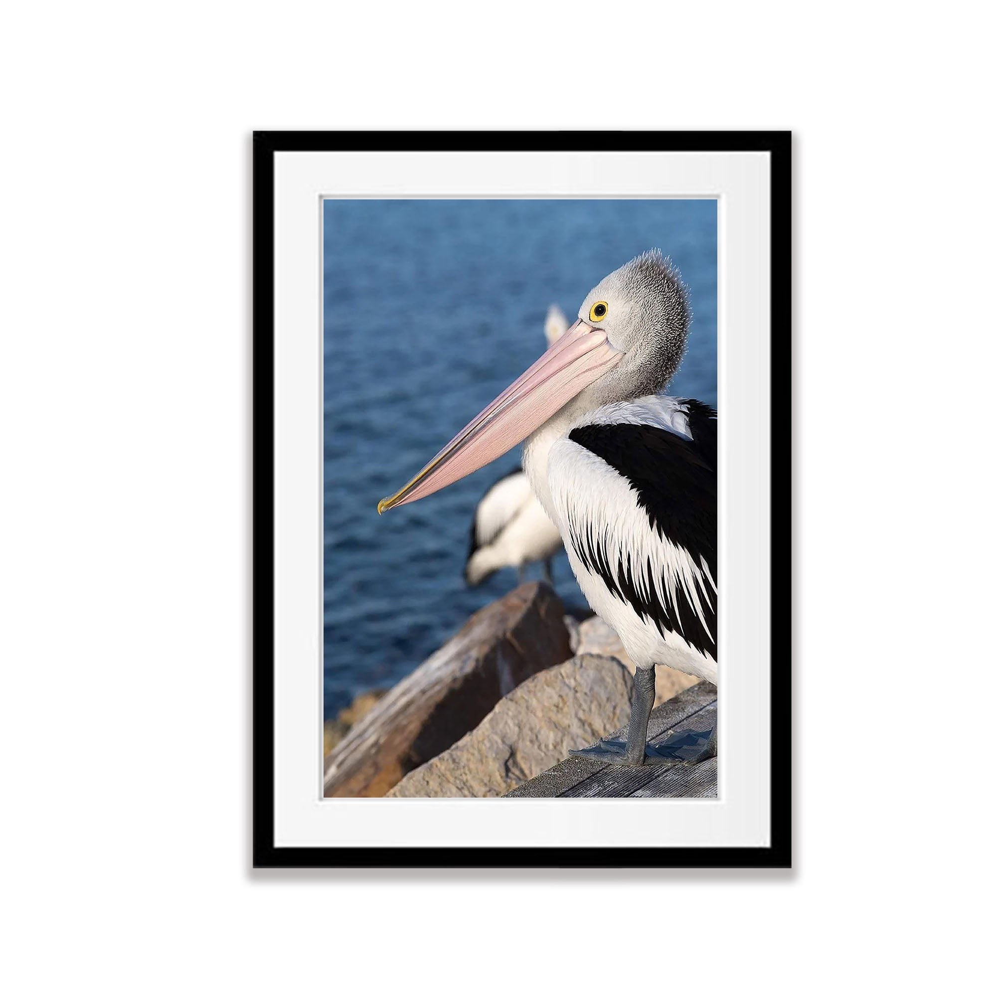 Pelican, Kangaroo Island, South Australia